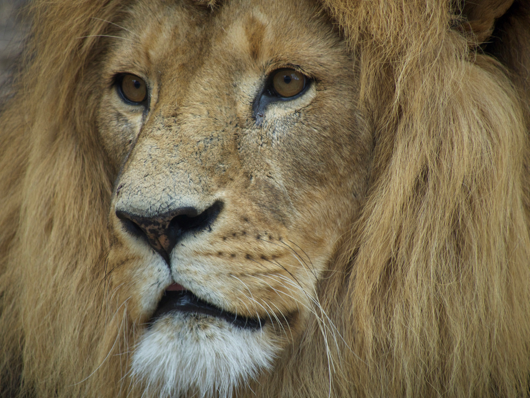 Olympus OM-D E-M5 II sample photo. Lion at borås zoo photography