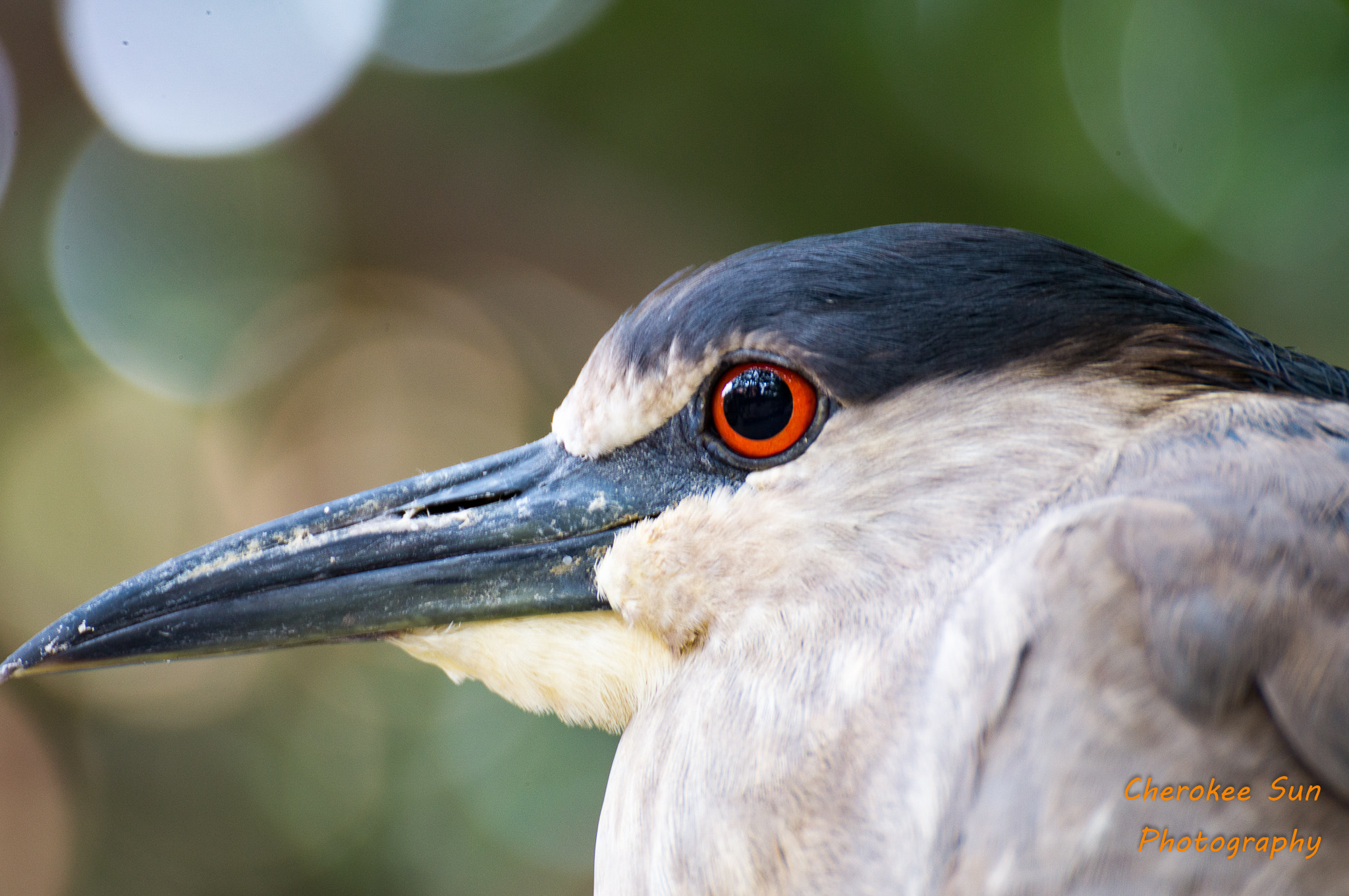Tamron SP 70-300mm F4-5.6 Di USD sample photo. Black-crowned night heron close-up photography