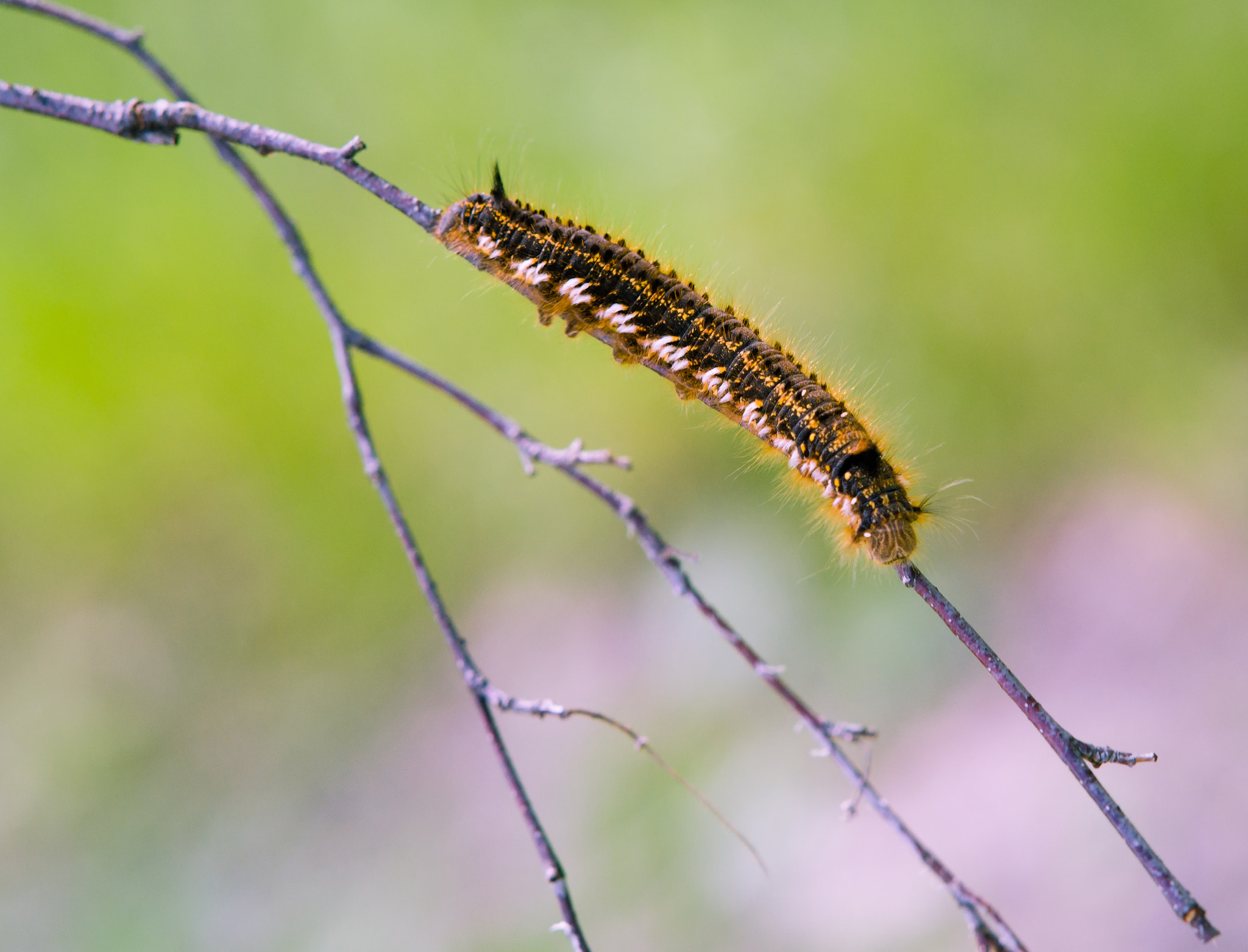 Sony Sonnar T* 135mm F1.8 ZA sample photo. Hairy caterpillar photography
