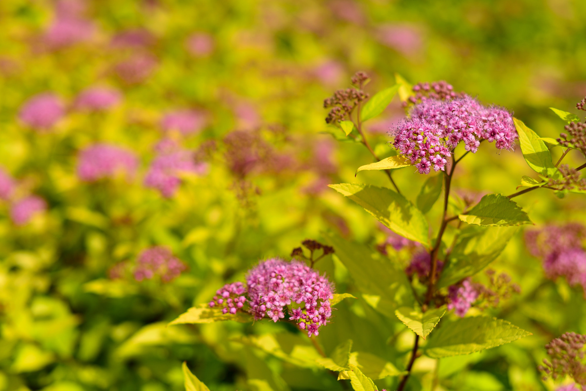 Nikon D600 + Sigma 50mm F1.4 EX DG HSM sample photo. Flowers photography