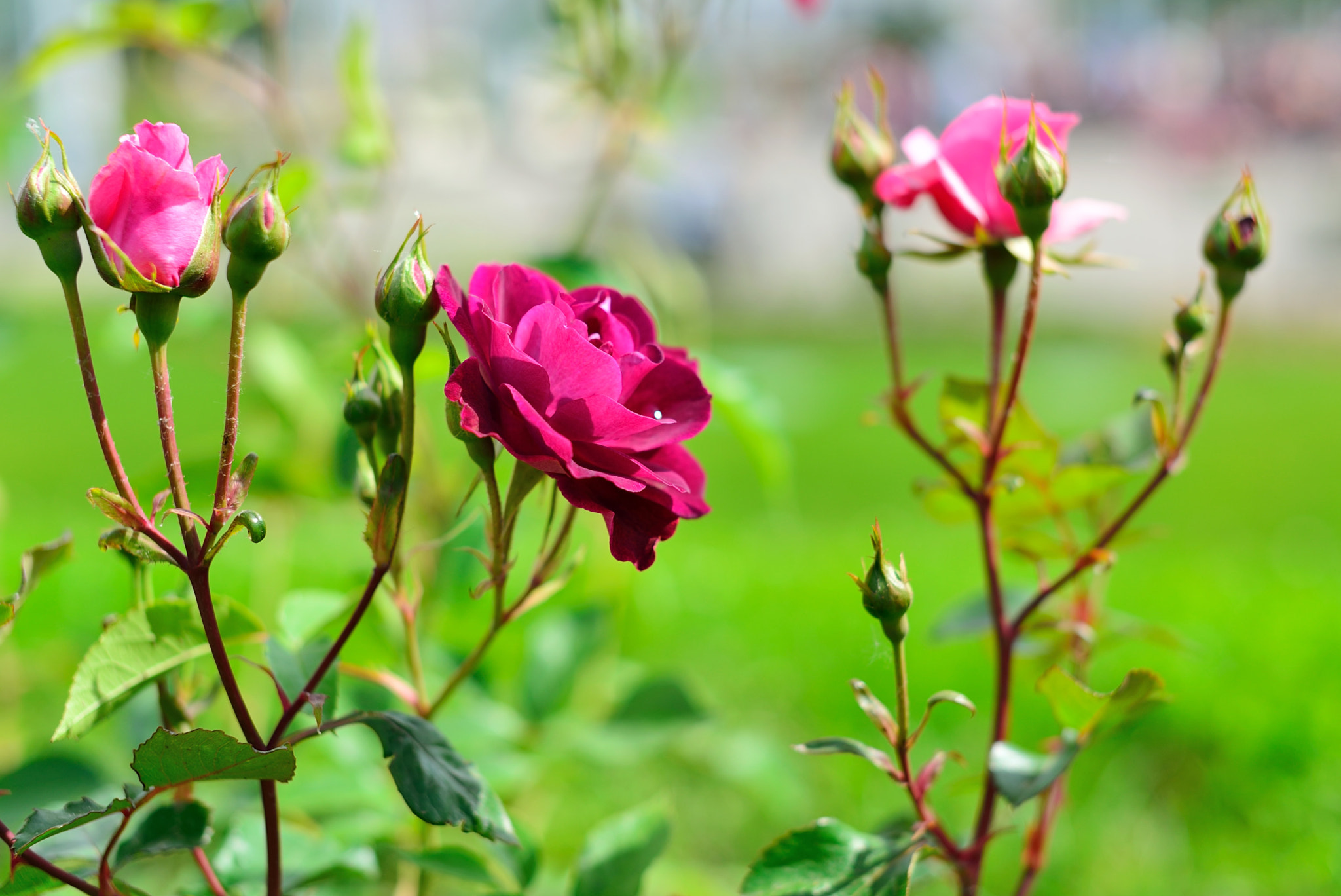 Nikon D600 + Sigma 50mm F1.4 EX DG HSM sample photo. Roses photography