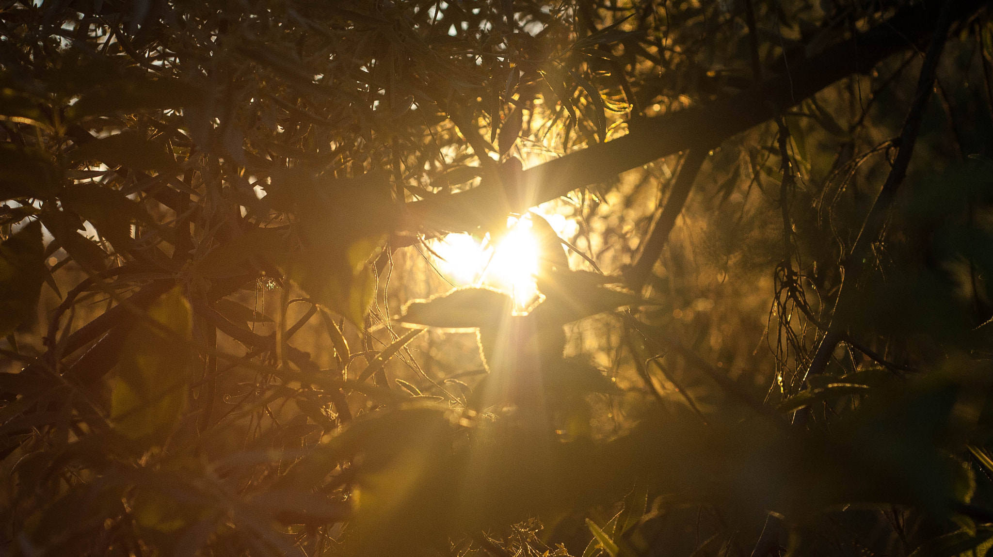 Nikon D70s + Nikon AF Nikkor 50mm F1.8D sample photo. Golden hours. photography