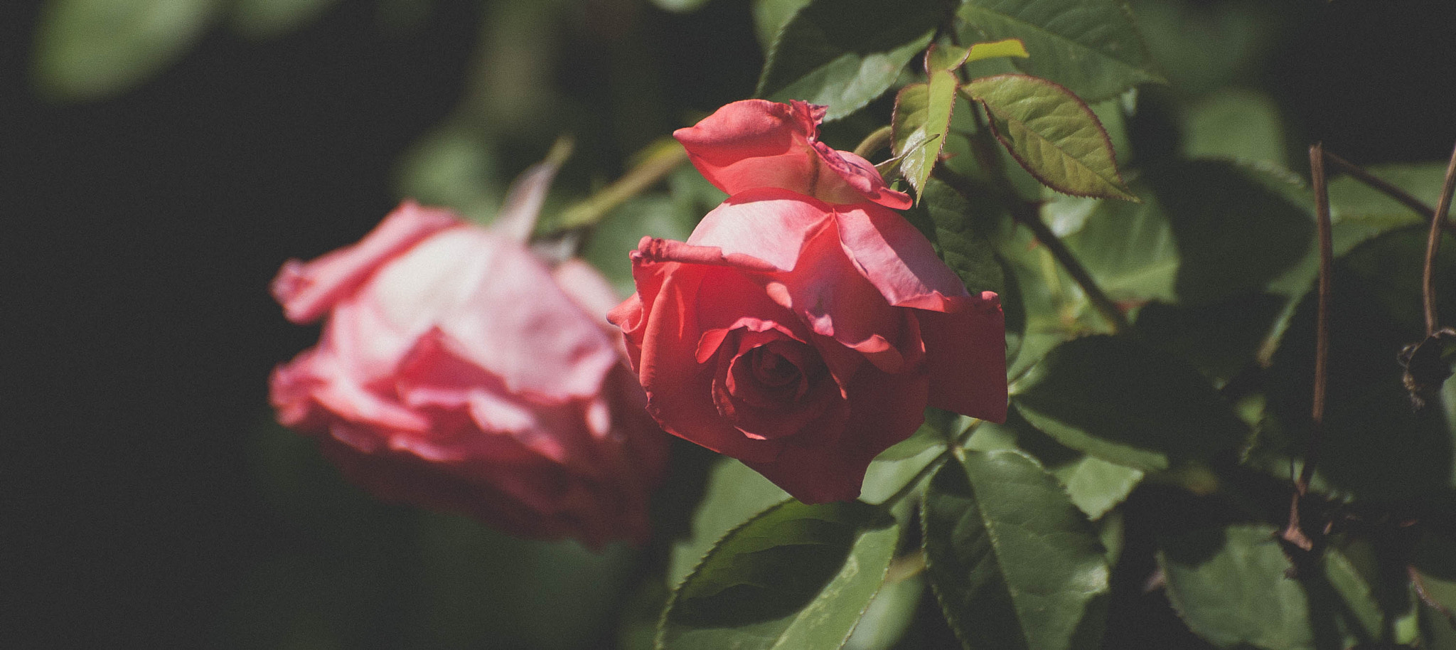 Nikon D70s sample photo. Every rose has its thorn photography