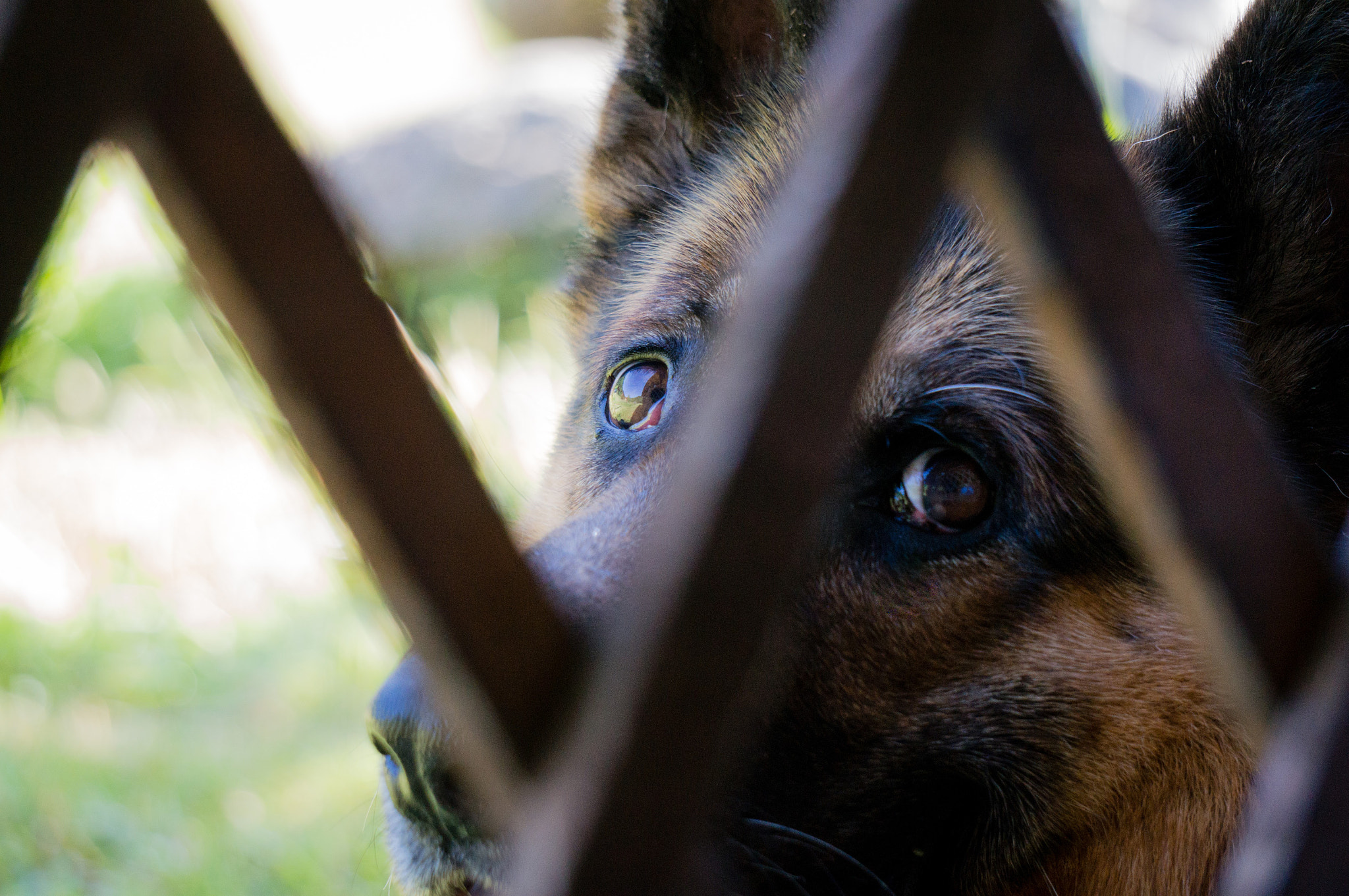 Sony Alpha NEX-5T + Sony E 55-210mm F4.5-6.3 OSS sample photo. Puppy eyes photography