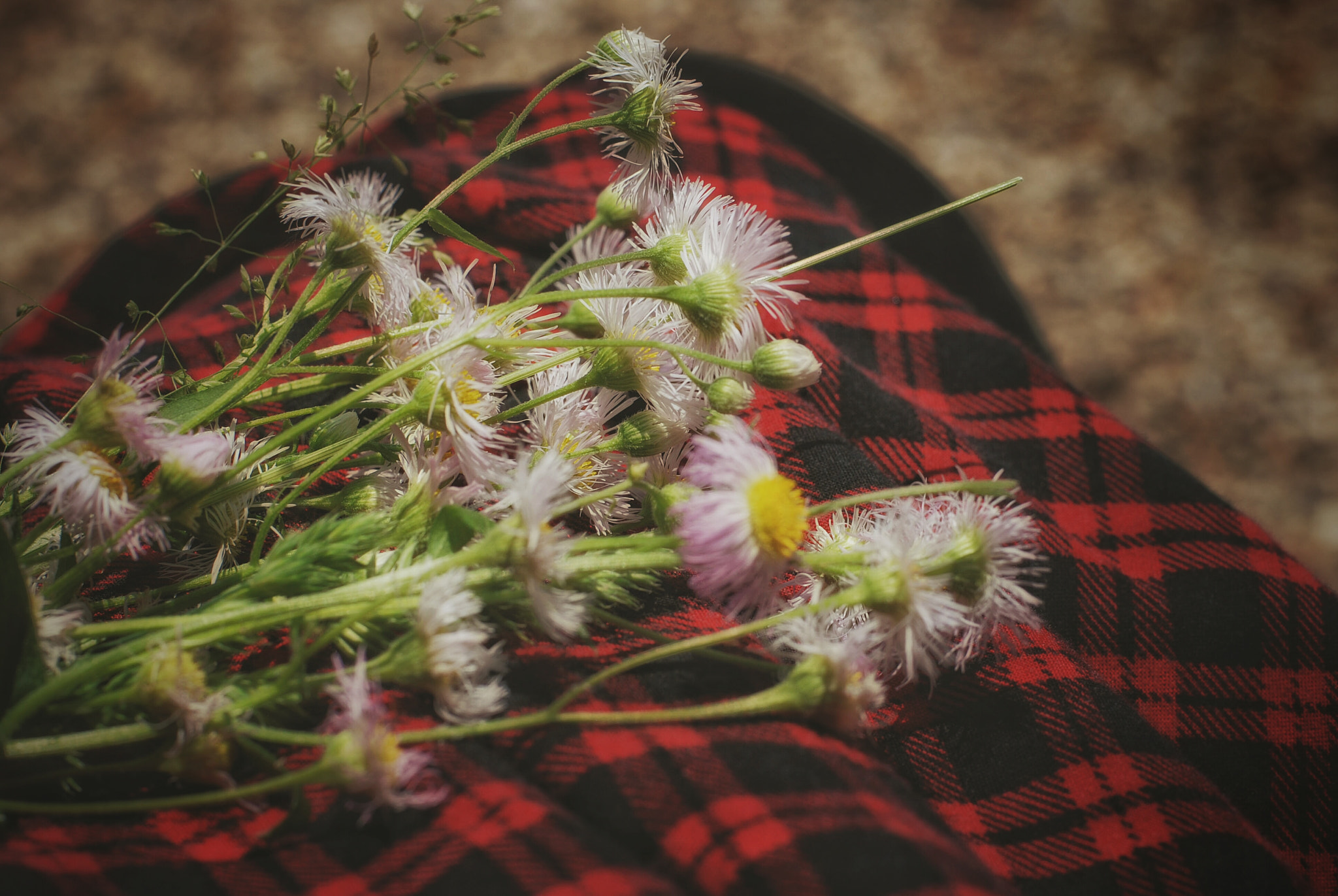 Nikon D80 + Nikon AF-S Nikkor 50mm F1.8G sample photo. Plaid photography