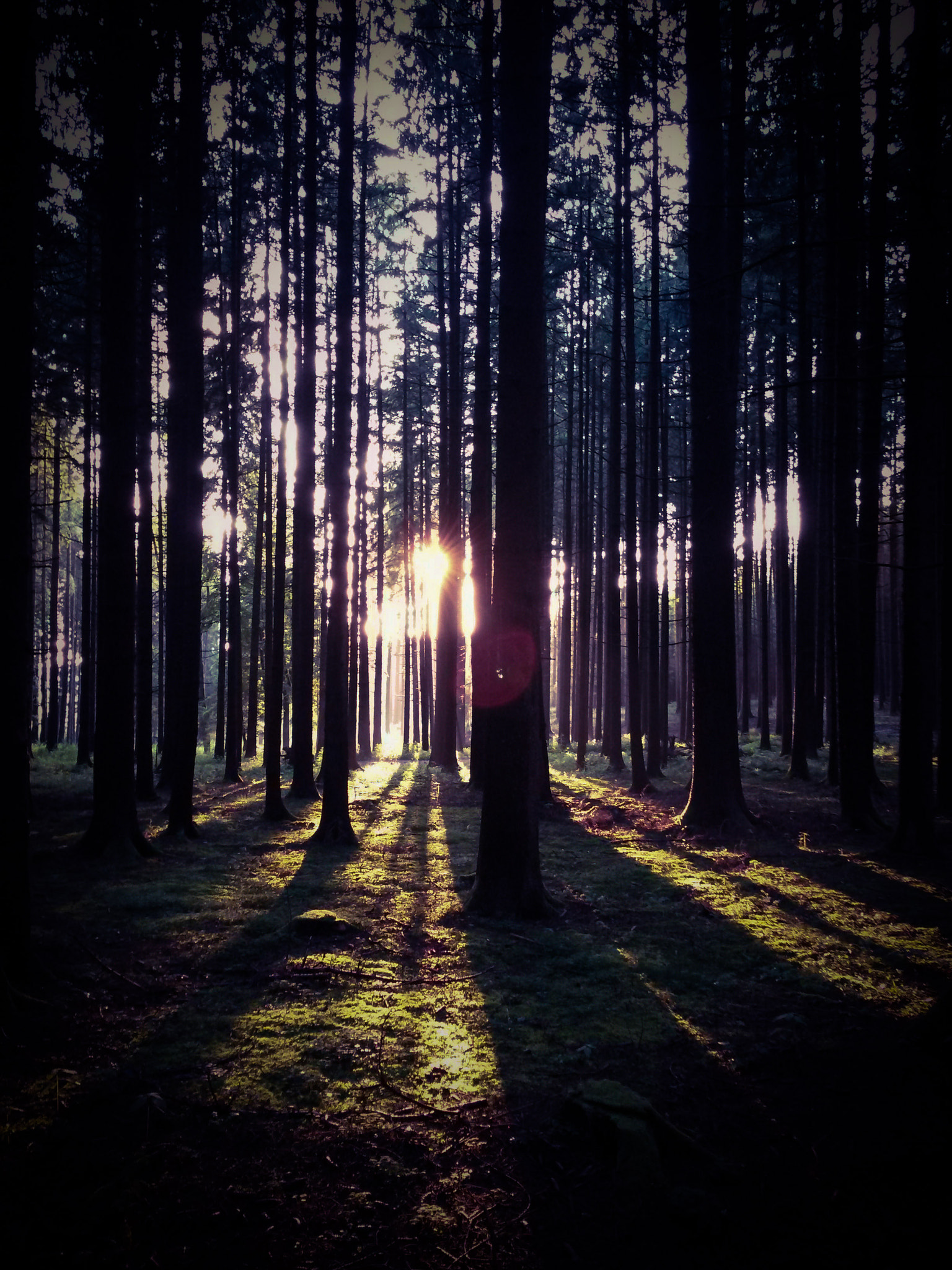 Samsung Galaxy S4 Active sample photo. Forest light photography
