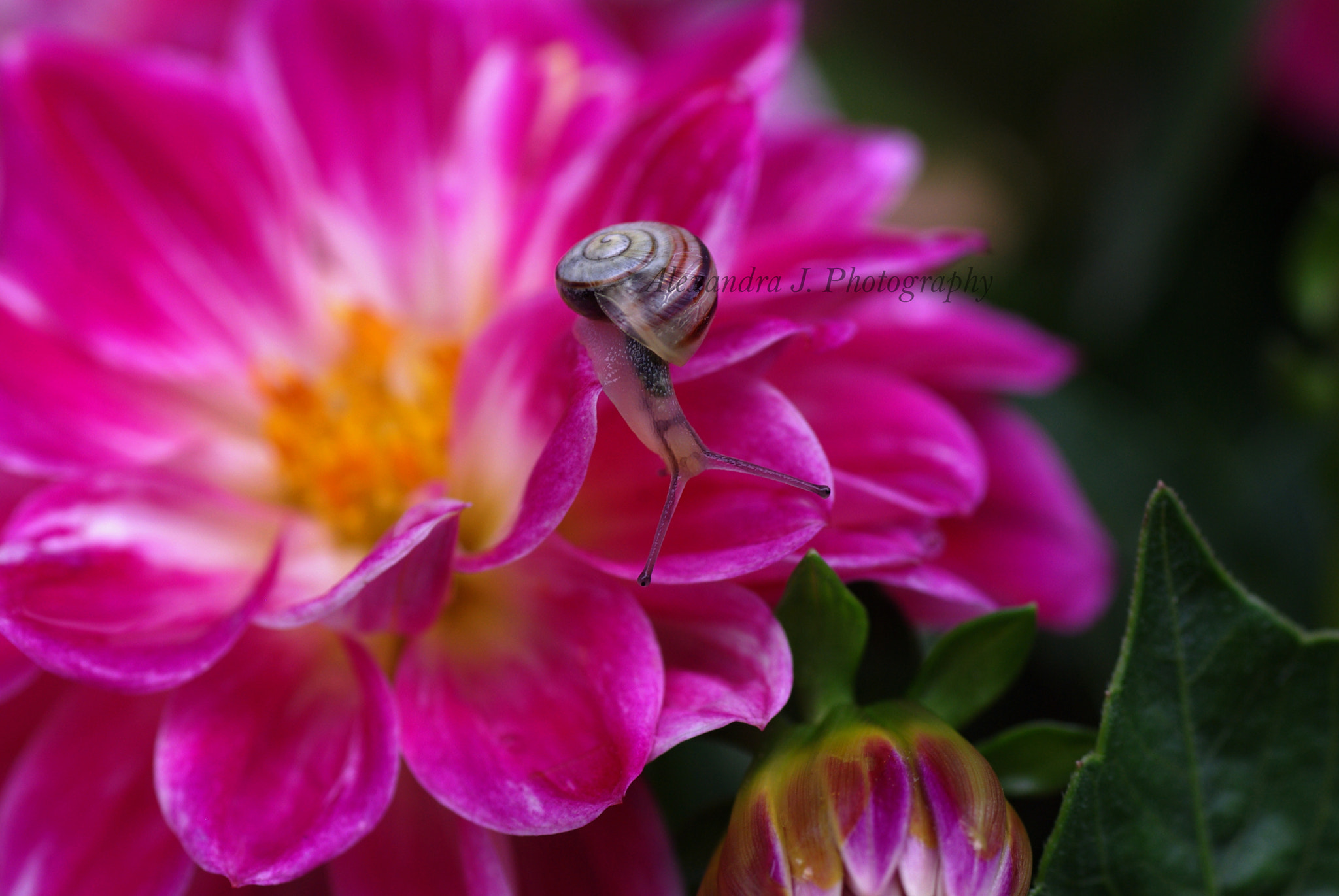 Tamron SP AF 90mm F2.8 Di Macro sample photo. Snail photography