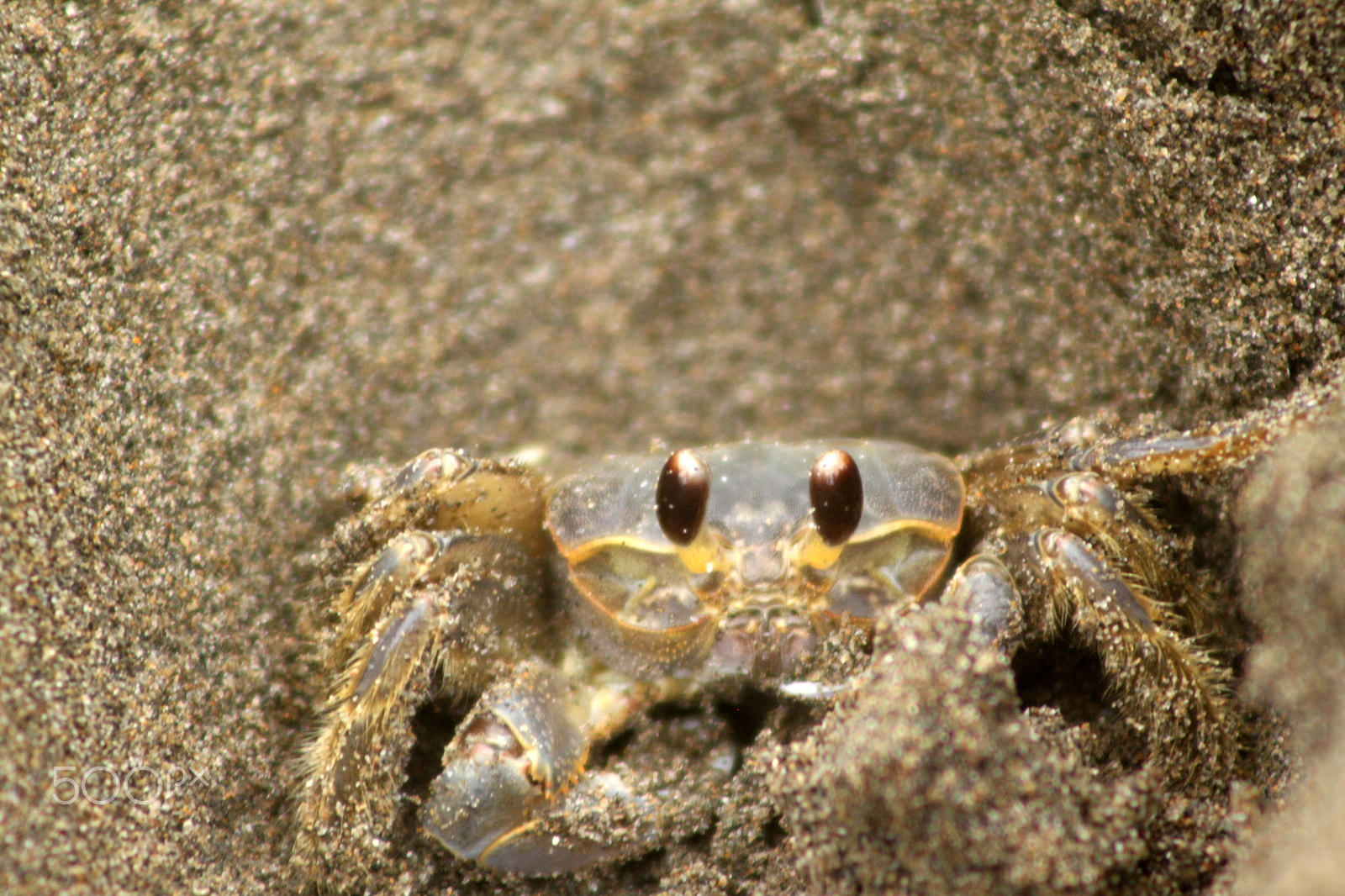 Canon EOS 500D (EOS Rebel T1i / EOS Kiss X3) + EF75-300mm f/4-5.6 sample photo. Crab eyes photography