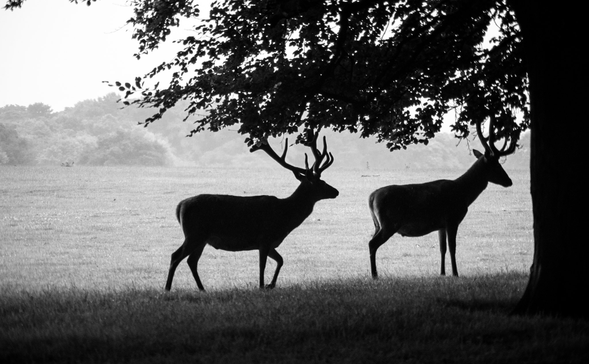 Sony ILCA-77M2 sample photo. Wild photography