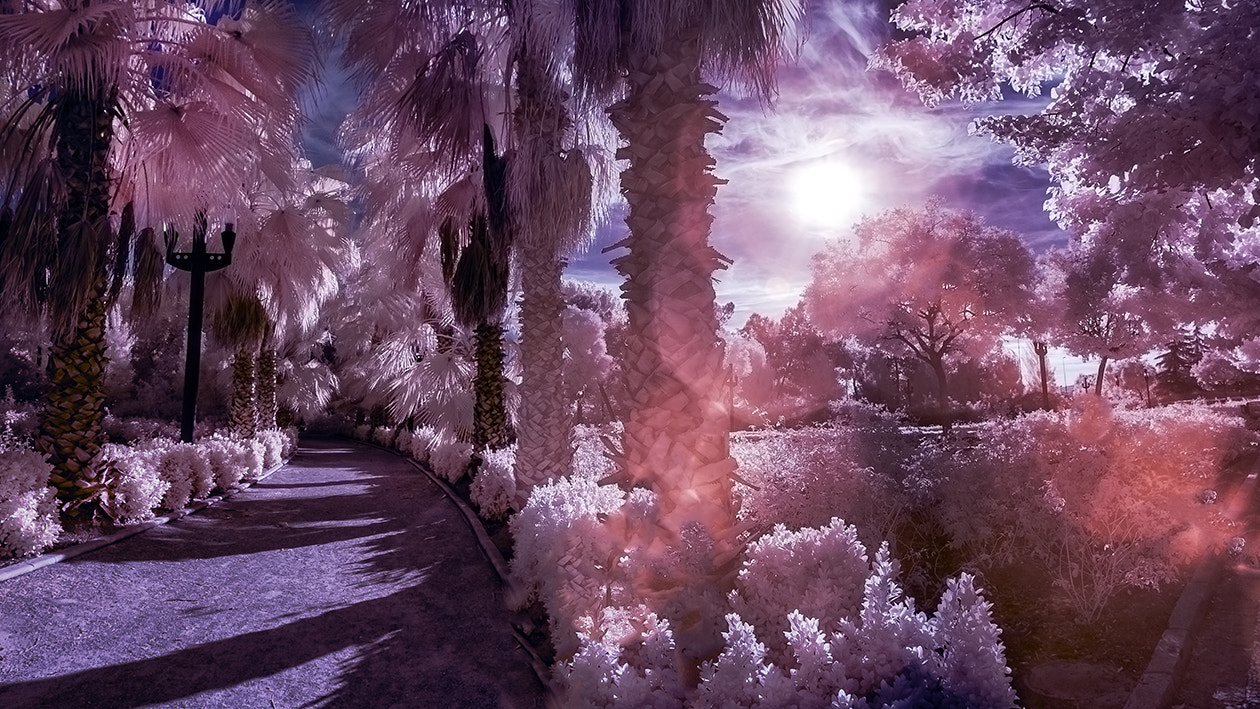 Canon EOS 1100D (EOS Rebel T3 / EOS Kiss X50) + Canon EF 17-40mm F4L USM sample photo. Against the sun in ir photography