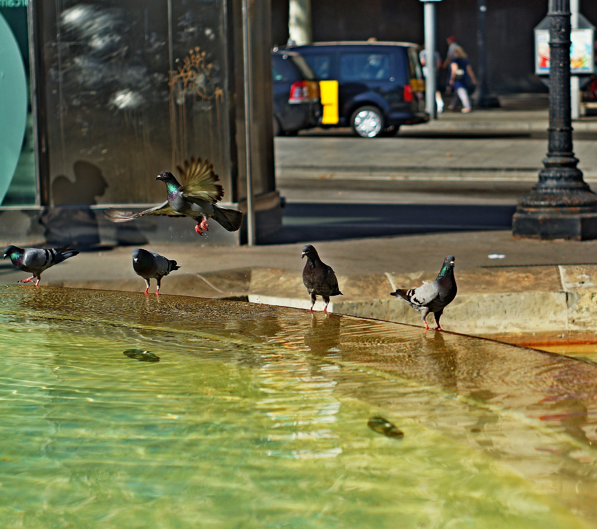 Sony SLT-A55 (SLT-A55V) + Minolta AF 50mm F1.7 sample photo. Flying hunted photography