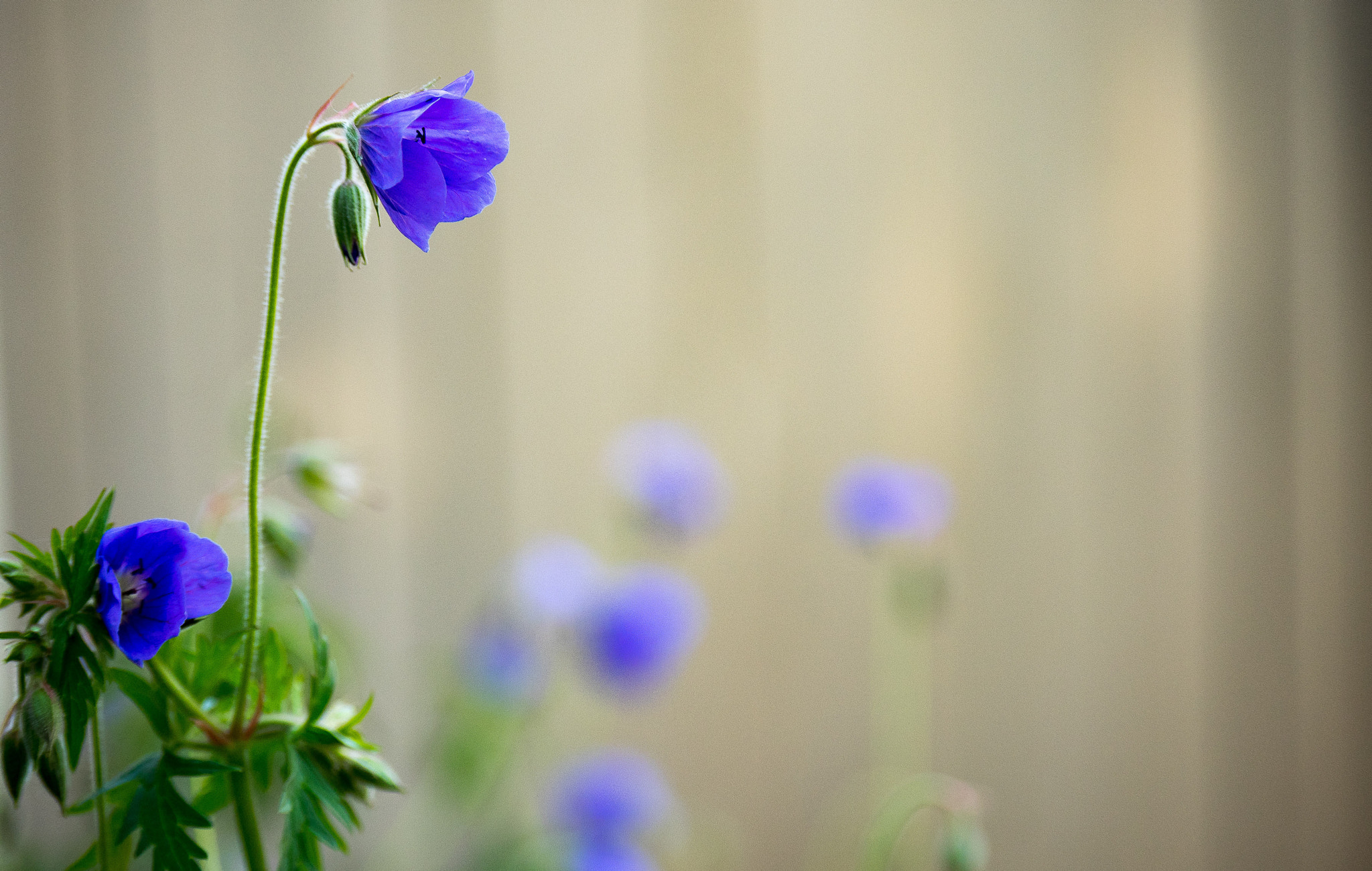 Panasonic Lumix G X Vario 35-100mm F2.8 OIS sample photo. The 100 day project 60/100 - standing out photography