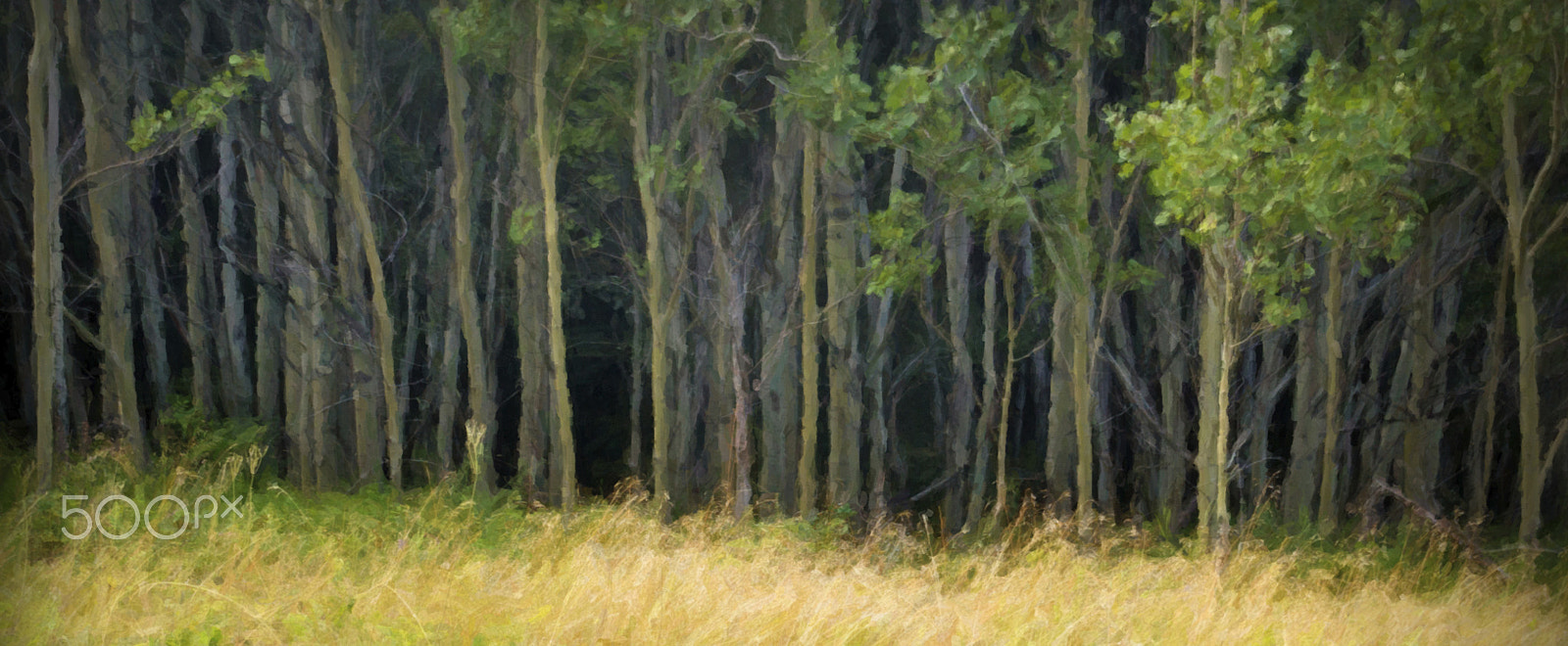 Pentax *ist DL2 sample photo. Edge of the woods   (orée) photography