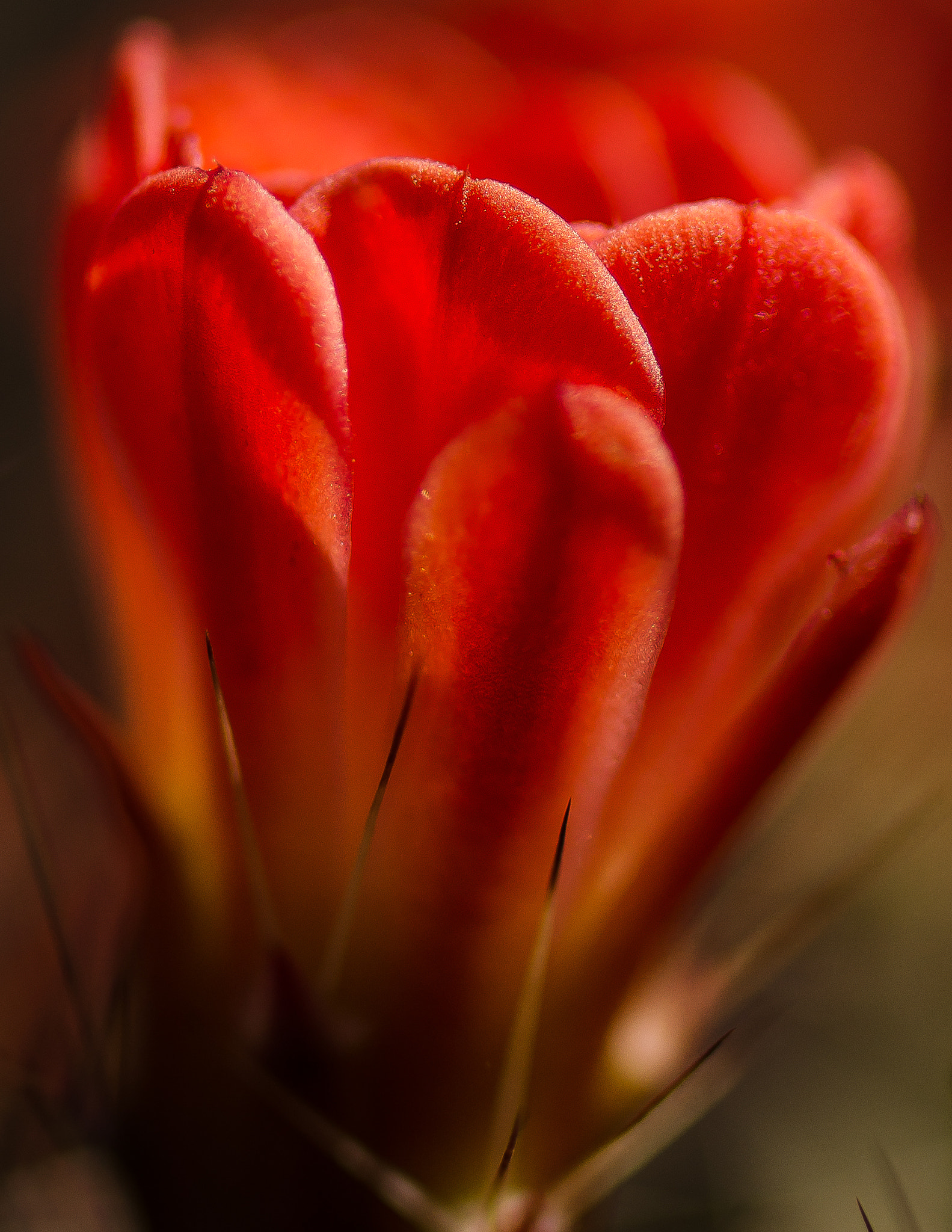 Nikon D7000 + Tamron SP 35mm F1.8 Di VC USD sample photo. Claret cup cactus photography