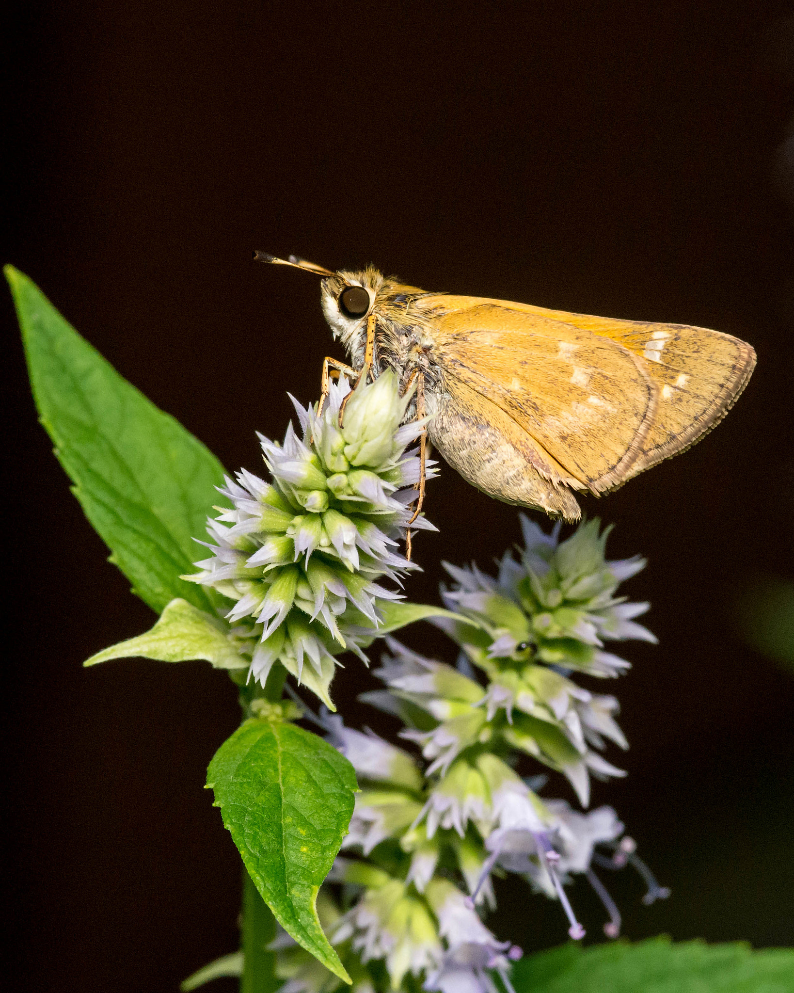 Nikon D600 + AF Micro-Nikkor 105mm f/2.8 sample photo. Sachem skipper photography