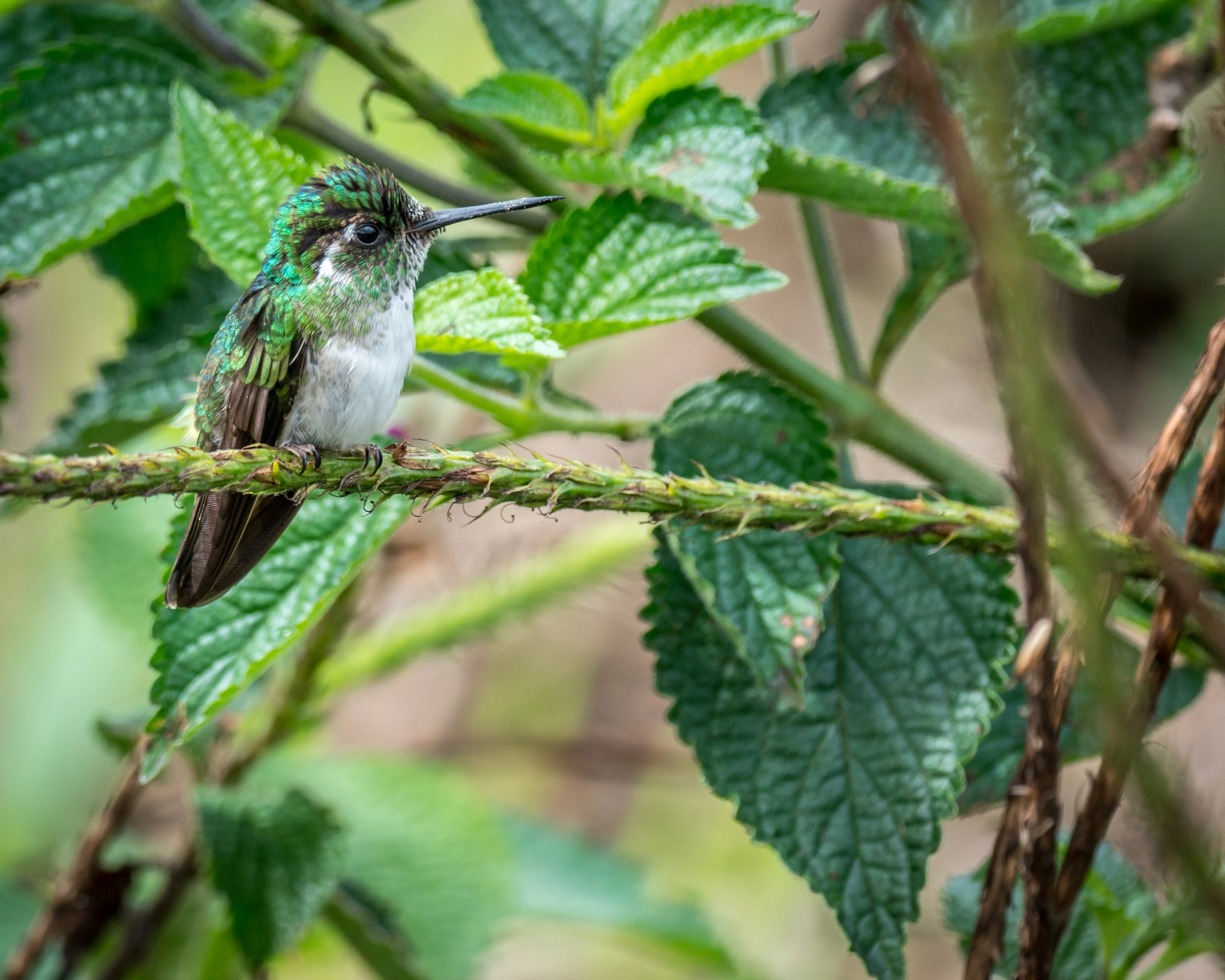 Sony 70-300mm F4.5-5.6 G SSM sample photo. Peaceful perch - costa rica photography