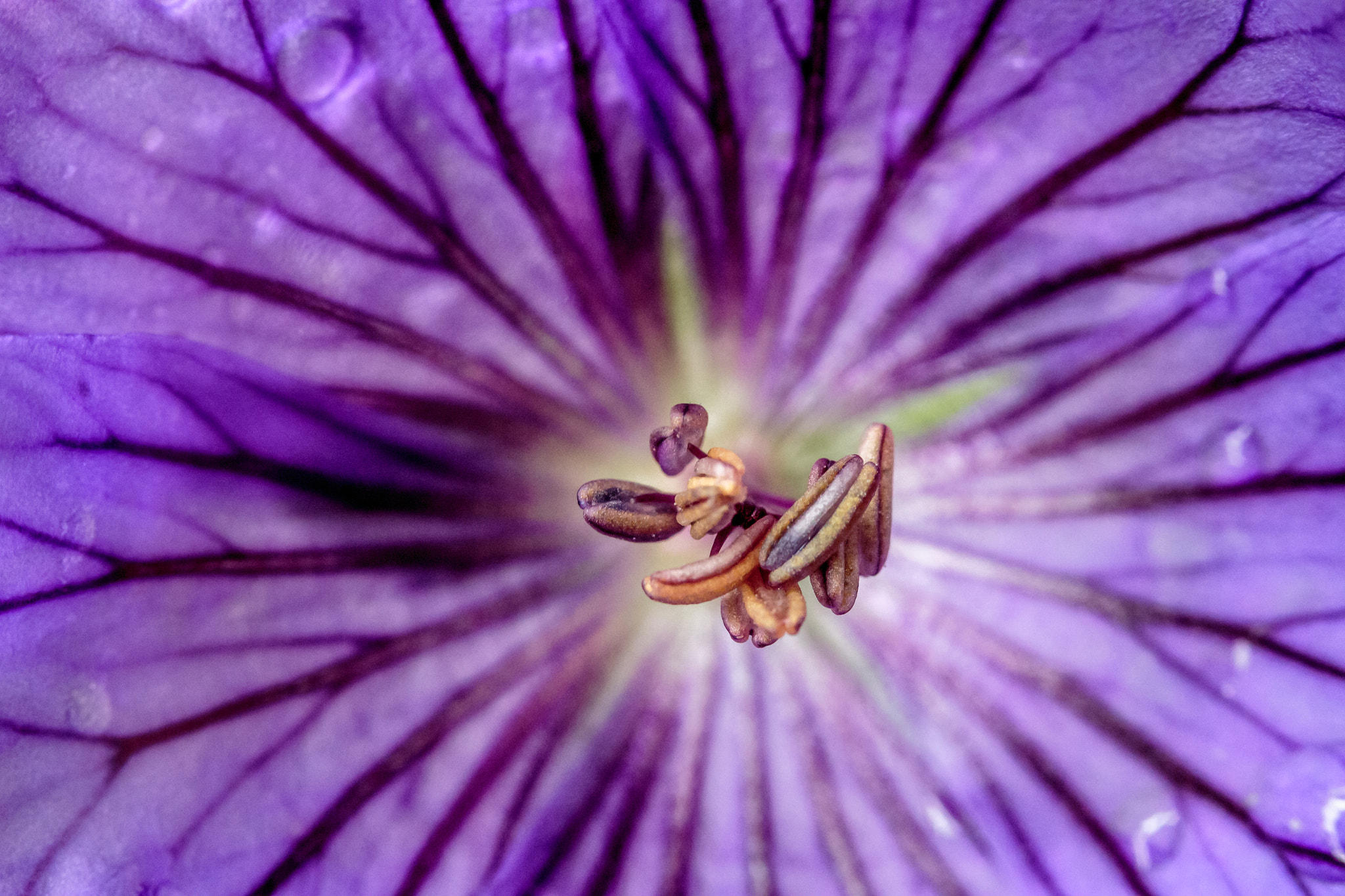Canon EOS M sample photo. Geranium photography