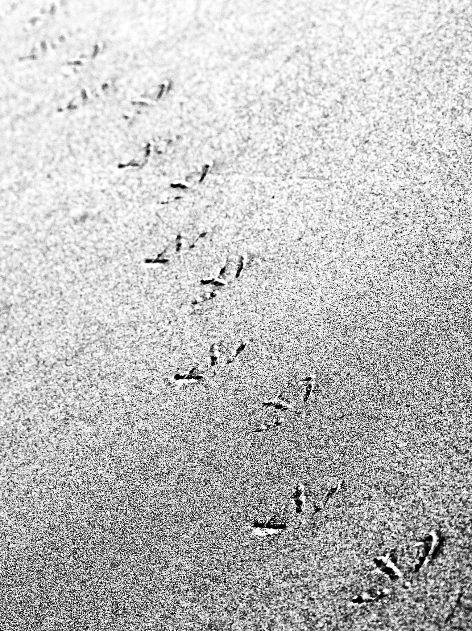 Nikon D800 + AF Nikkor 70-210mm f/4-5.6 sample photo. In the sand... photography