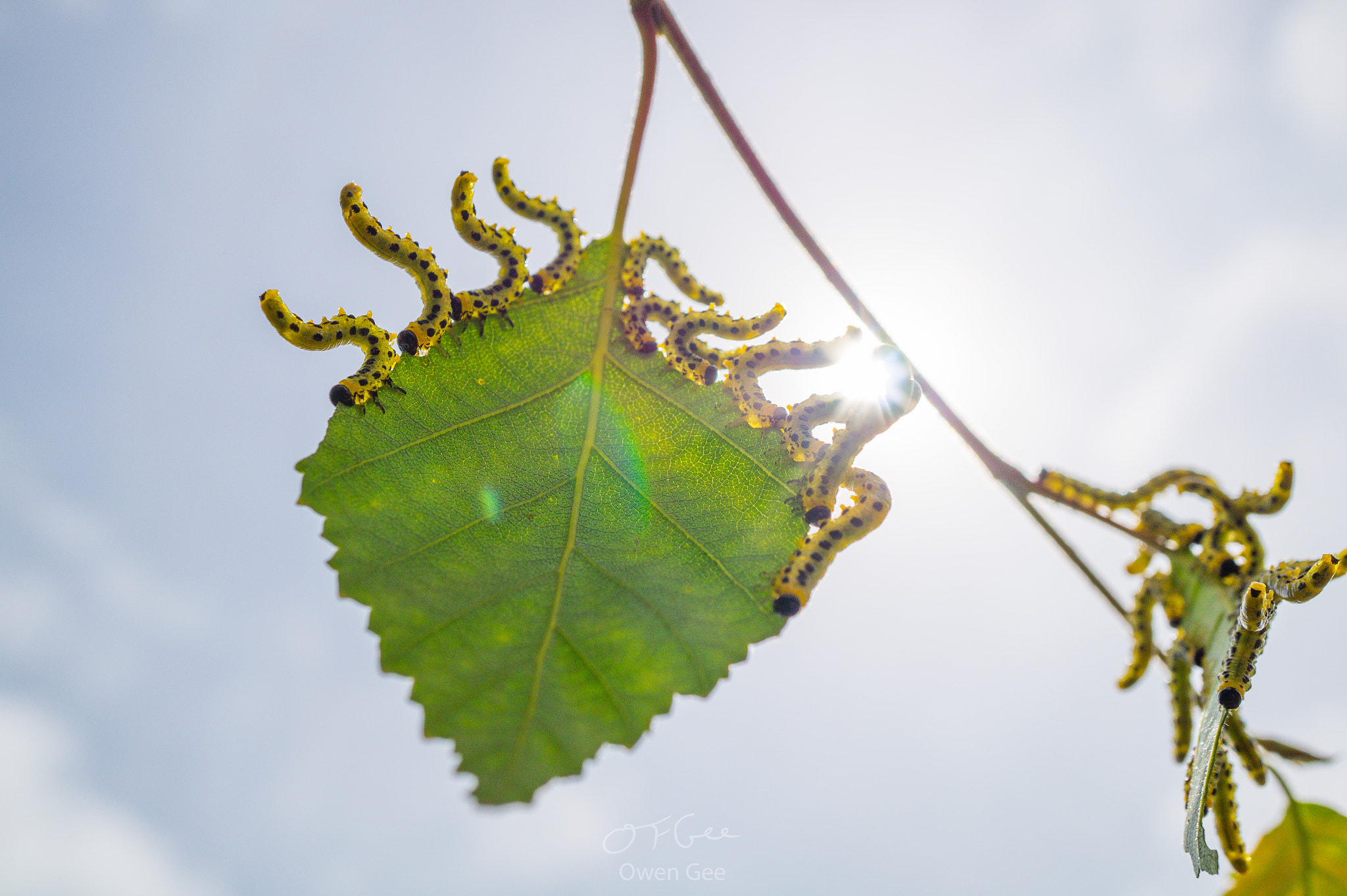 Sony Alpha a5000 (ILCE 5000) + Sony E 30mm F3.5 Macro sample photo. Standing to attention photography