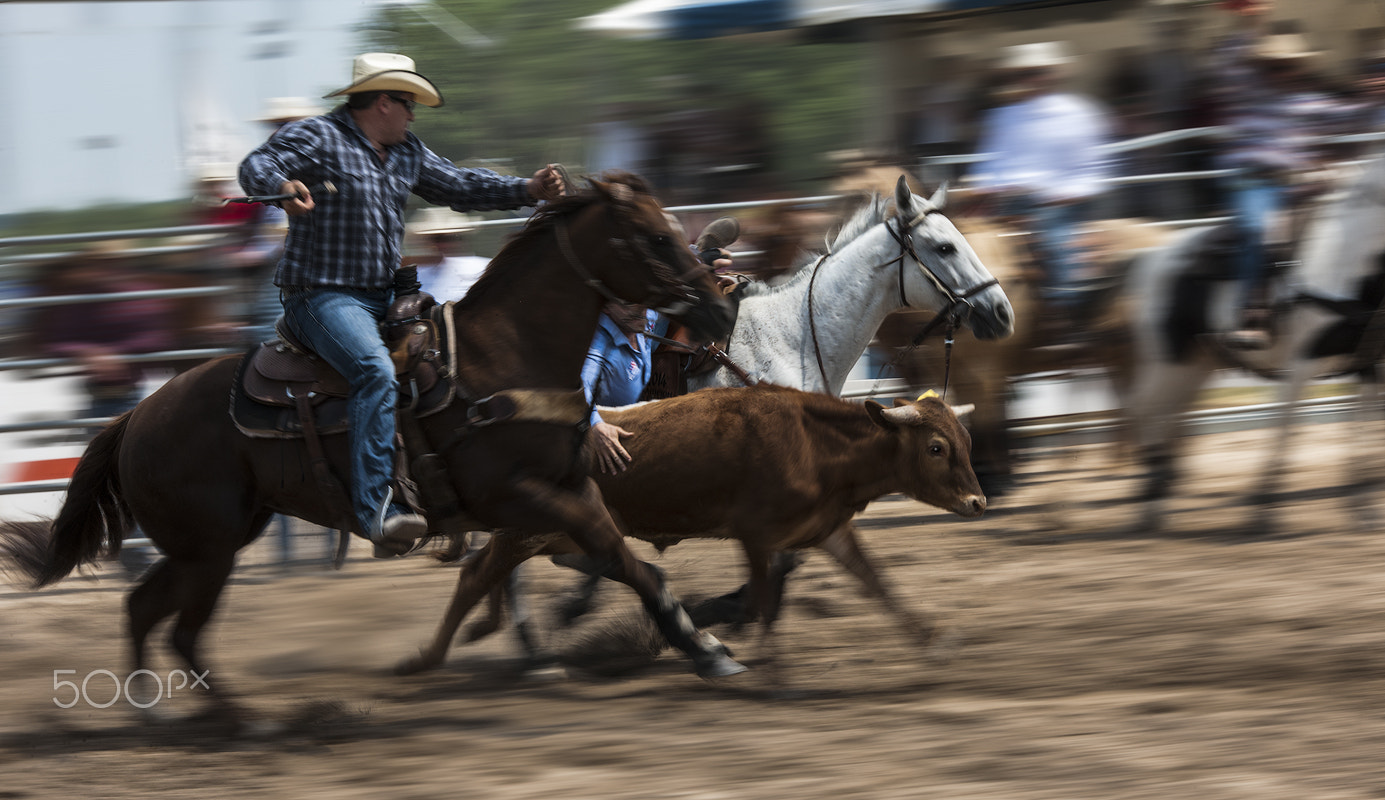 Nikon D3X sample photo. Game photography