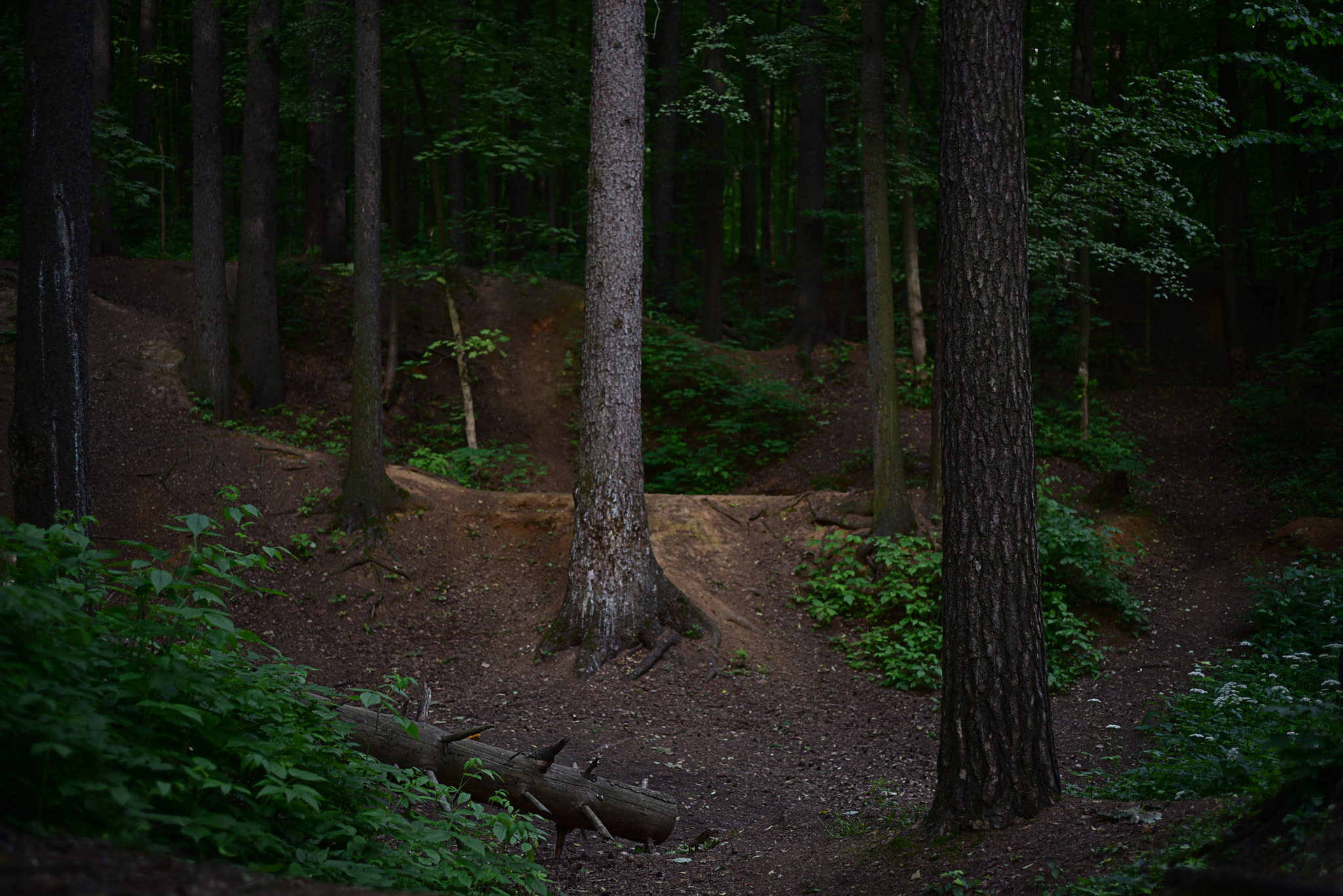 AF-S Zoom-Nikkor 80-200mm f/2.8D IF-ED sample photo. City forest photography