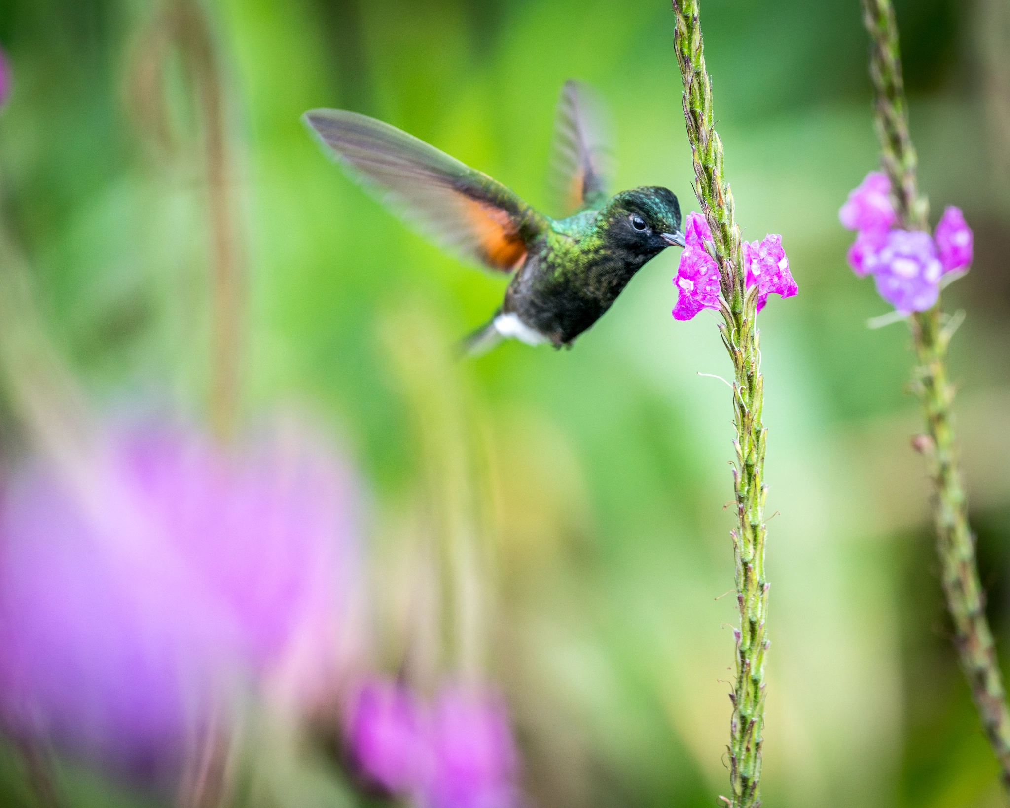 Sony 70-300mm F4.5-5.6 G SSM sample photo. Blur of color - hummingbird in costa rica photography