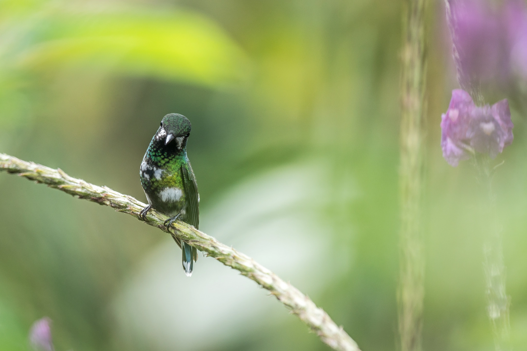 Sony 70-300mm F4.5-5.6 G SSM sample photo. Still hummingbird - costa rica photography