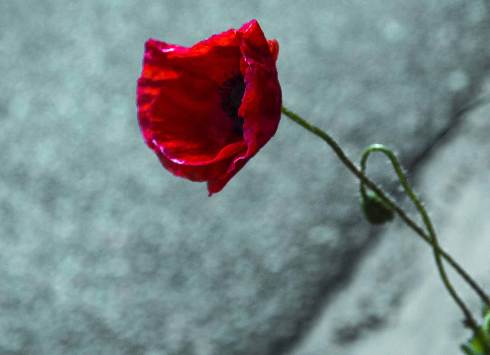 Sigma 17-70mm F2.8-4 DC Macro HSM | C sample photo. Tulip photography