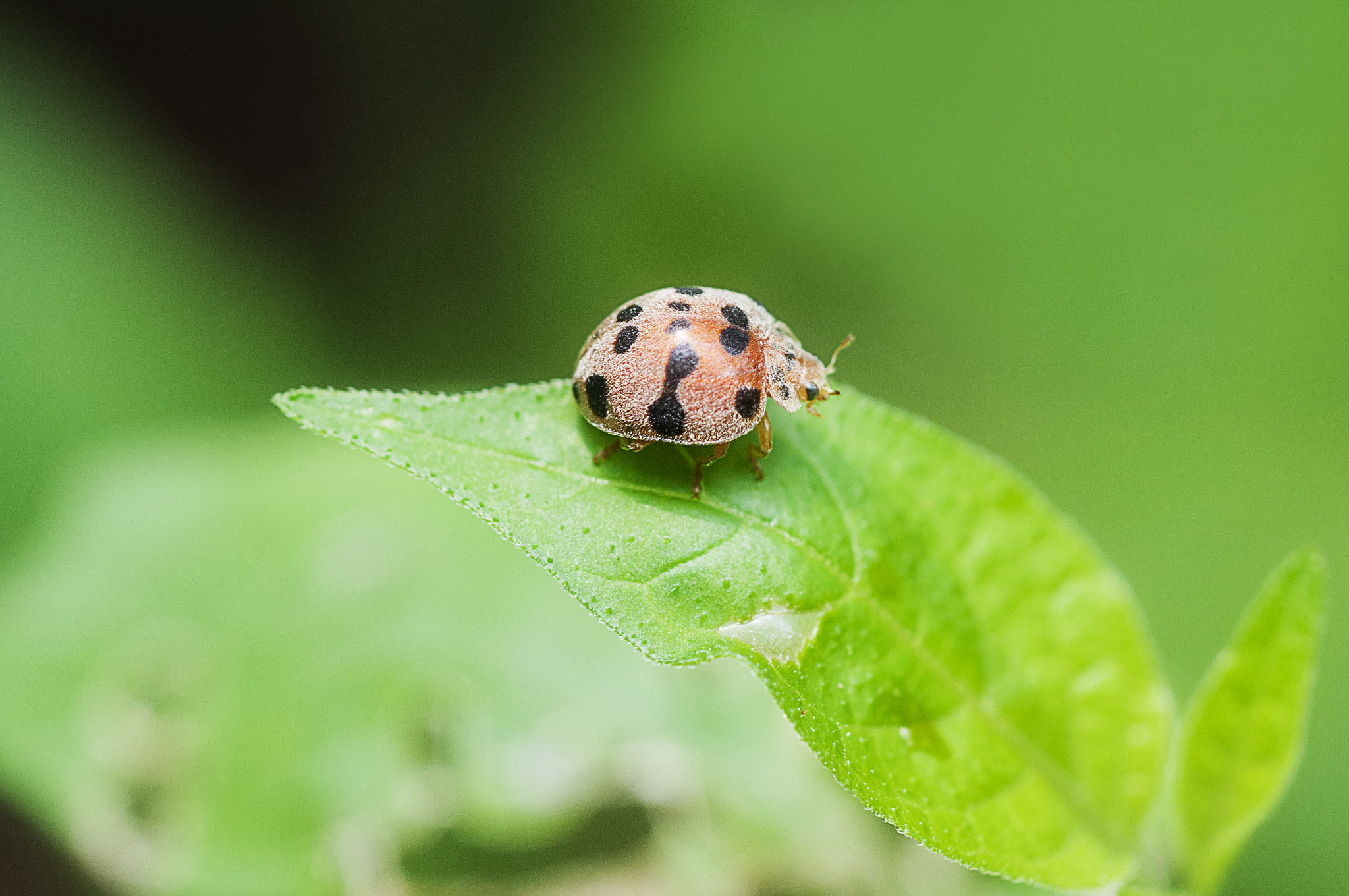 Nikon D300 + Nikon AF Micro-Nikkor 60mm F2.8D sample photo. Ladybug photography