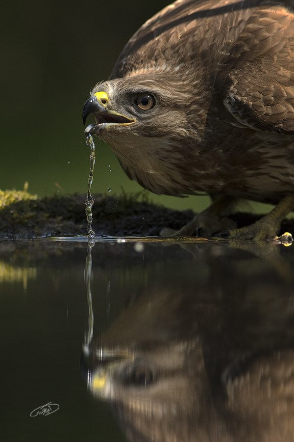 Canon EOS 7D Mark II + Canon EF 400mm F5.6L USM sample photo. Eagle photography