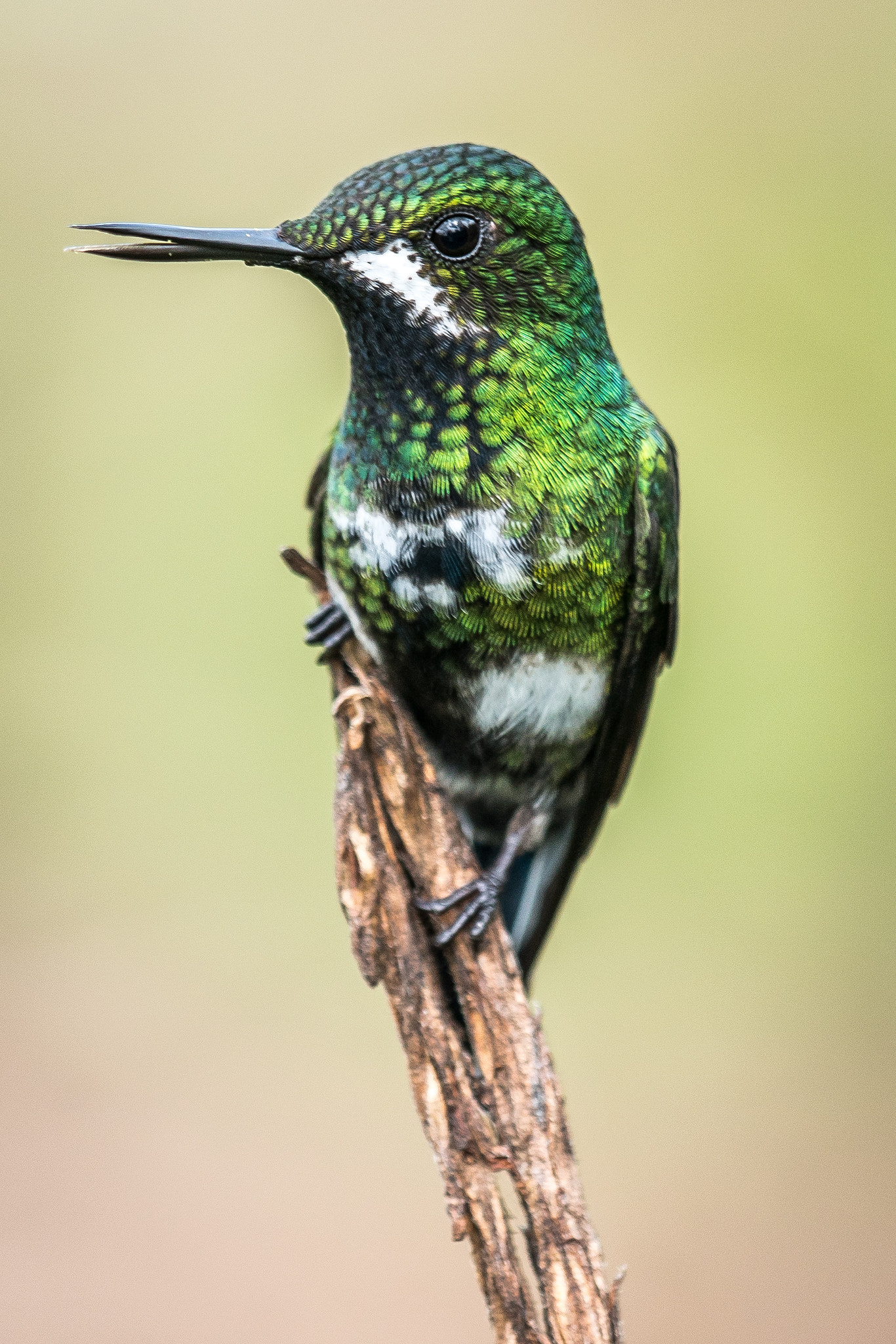 Sony 70-300mm F4.5-5.6 G SSM sample photo. Tack sharp smile - hummingbird costa rica photography