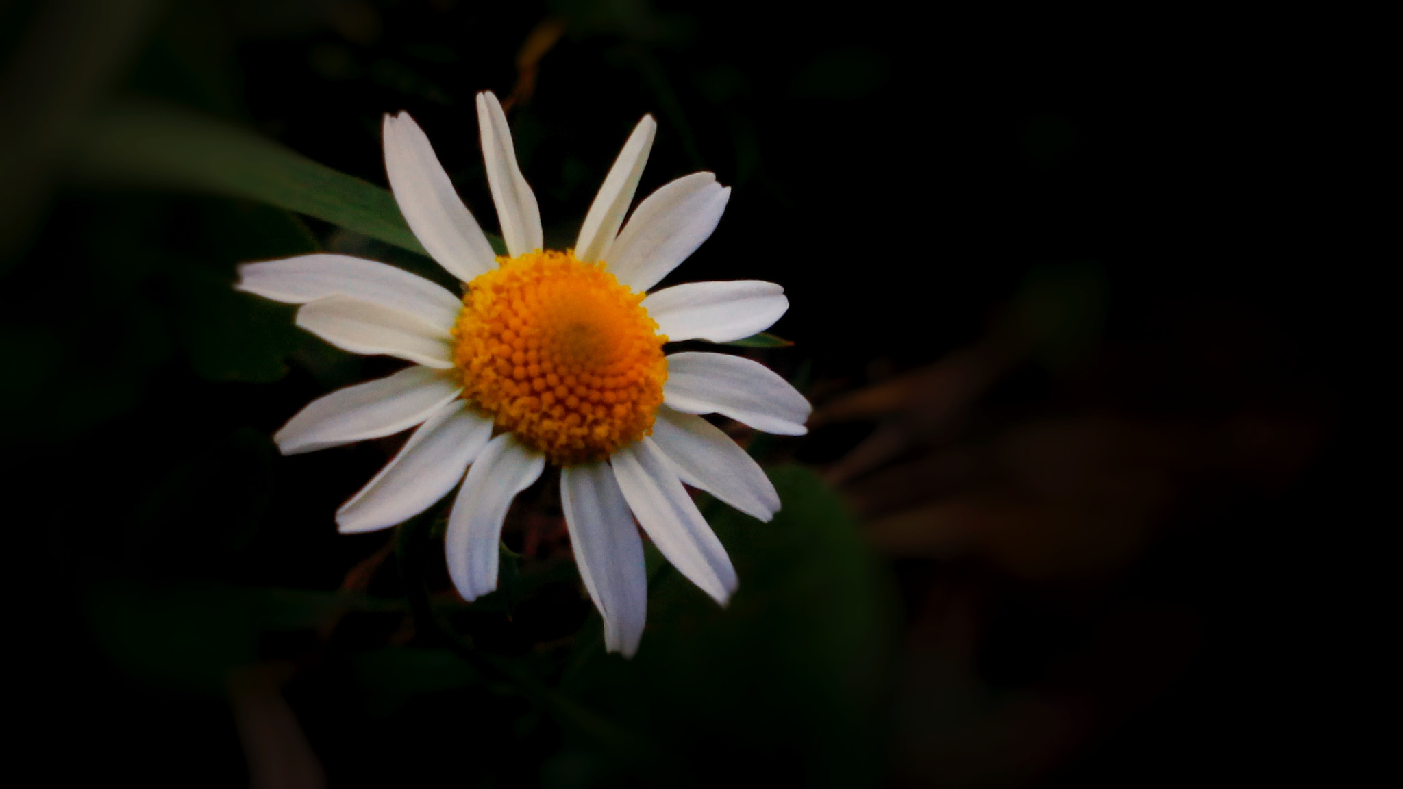 TCT ALCATEL ONE TOUCH 7041X sample photo. Macro.. photography