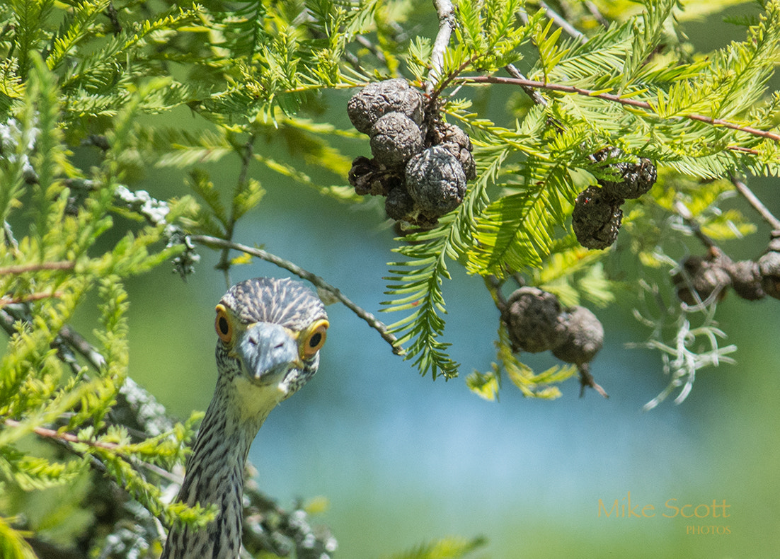 Nikon AF-S Nikkor 300mm F2.8G ED VR II sample photo. Bug eyes photography