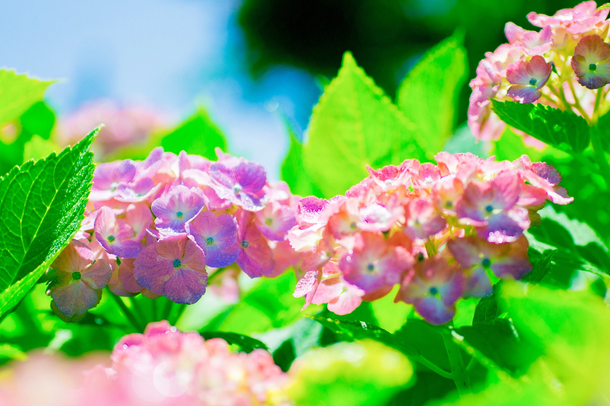 Canon EOS 700D (EOS Rebel T5i / EOS Kiss X7i) sample photo. 紫陽花 photography