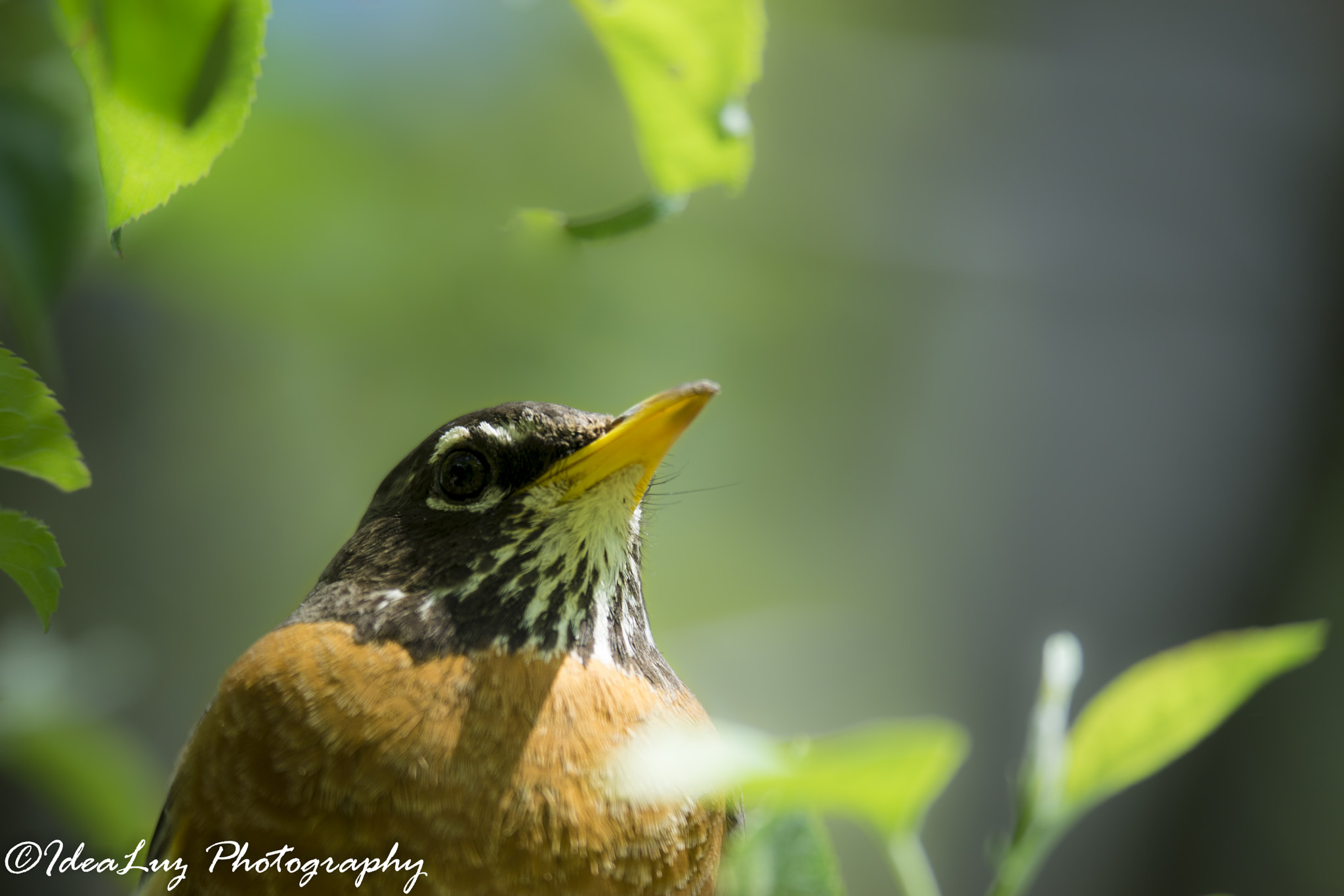 150mm F2.8 sample photo. Eye out photography