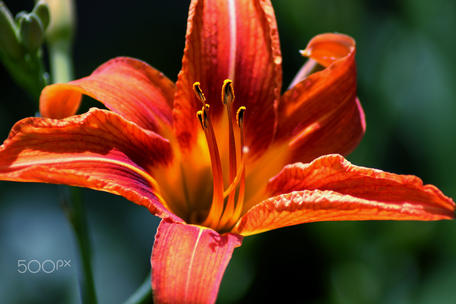 Canon EOS 500D (EOS Rebel T1i / EOS Kiss X3) sample photo. Tiger lilly 1 photography