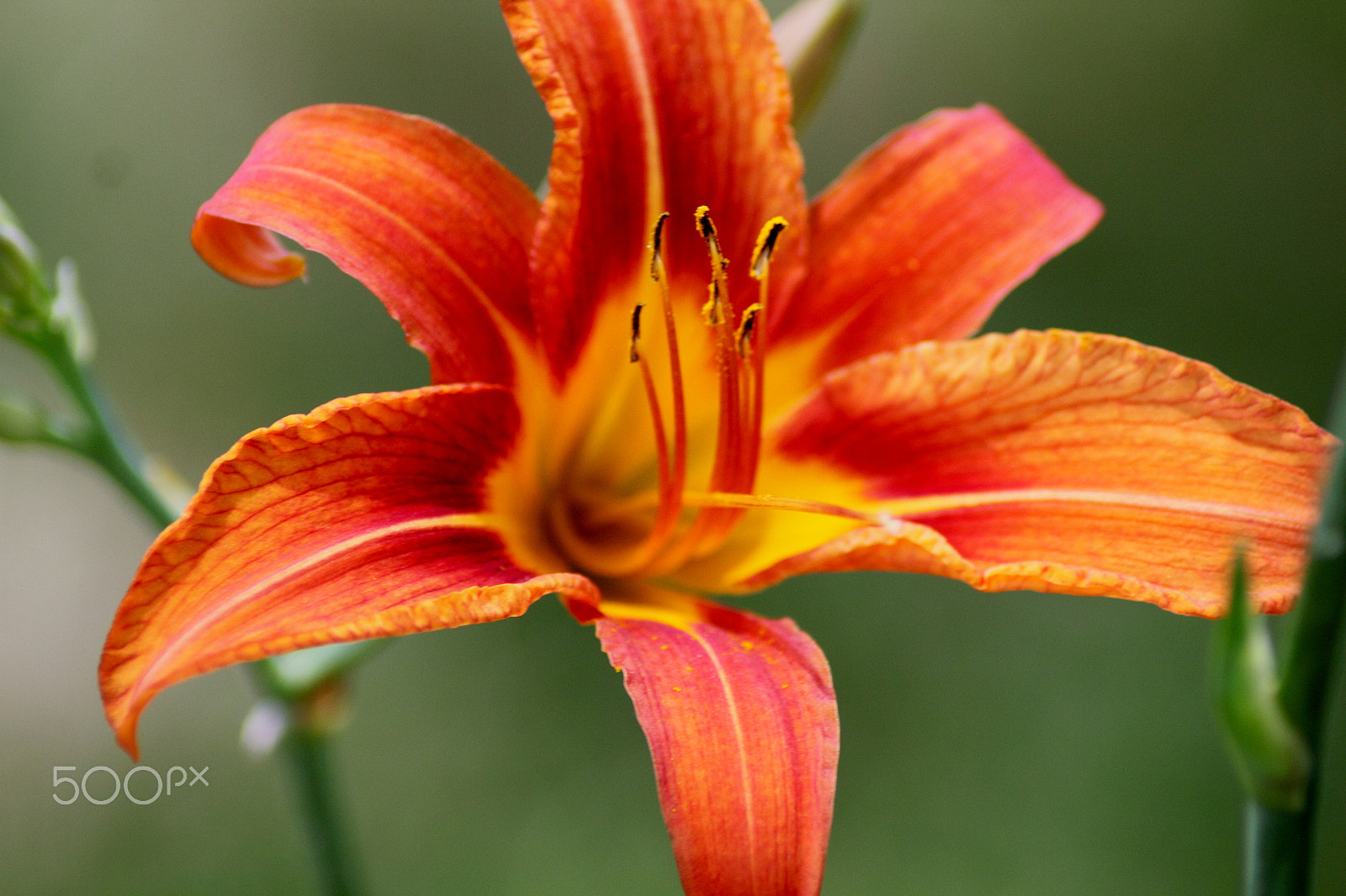 Canon EOS 500D (EOS Rebel T1i / EOS Kiss X3) sample photo. Tiger lilly 2 photography