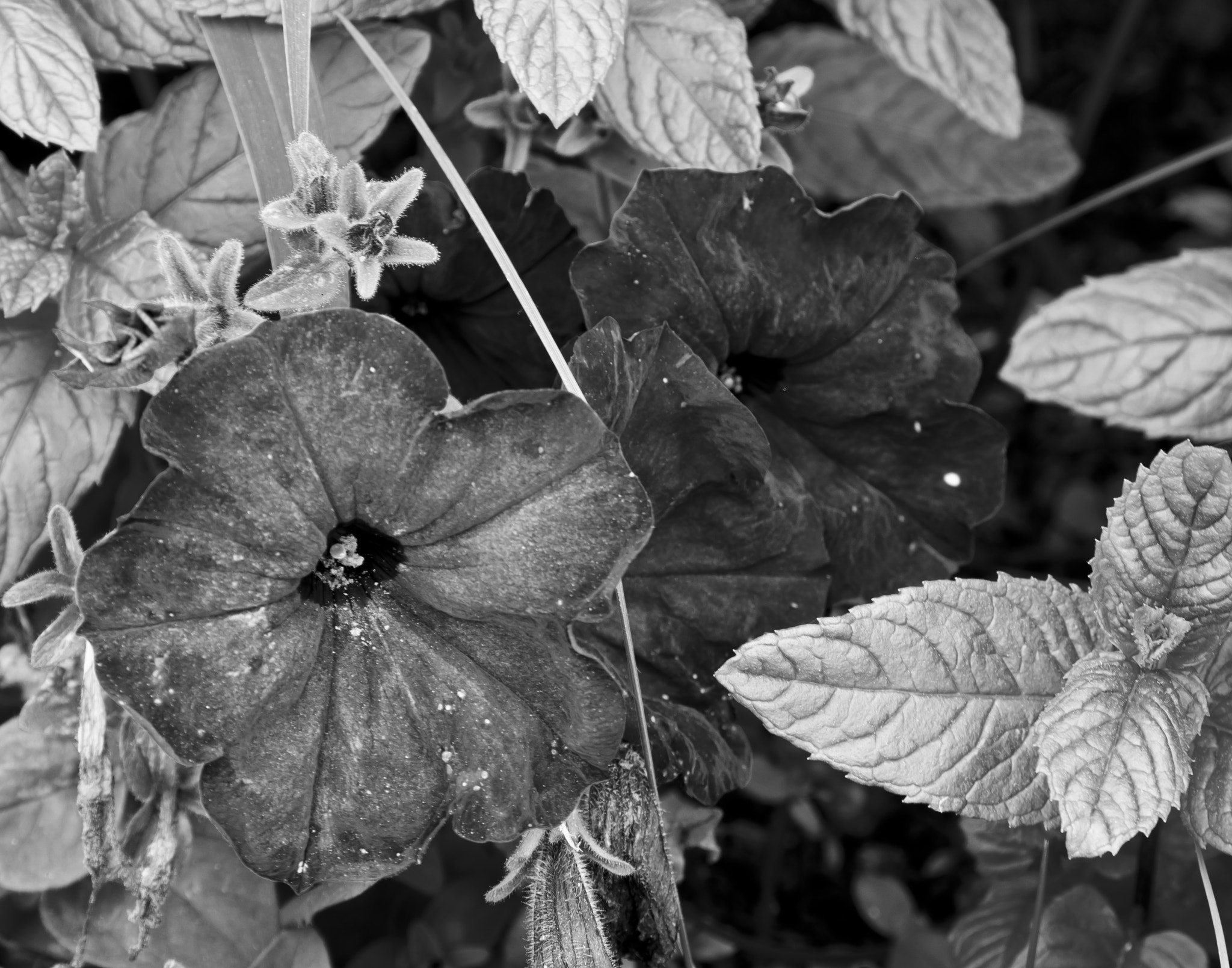 AF Zoom-Nikkor 28-105mm f/3.5-4.5D IF sample photo. Blue petunias in b&w photography
