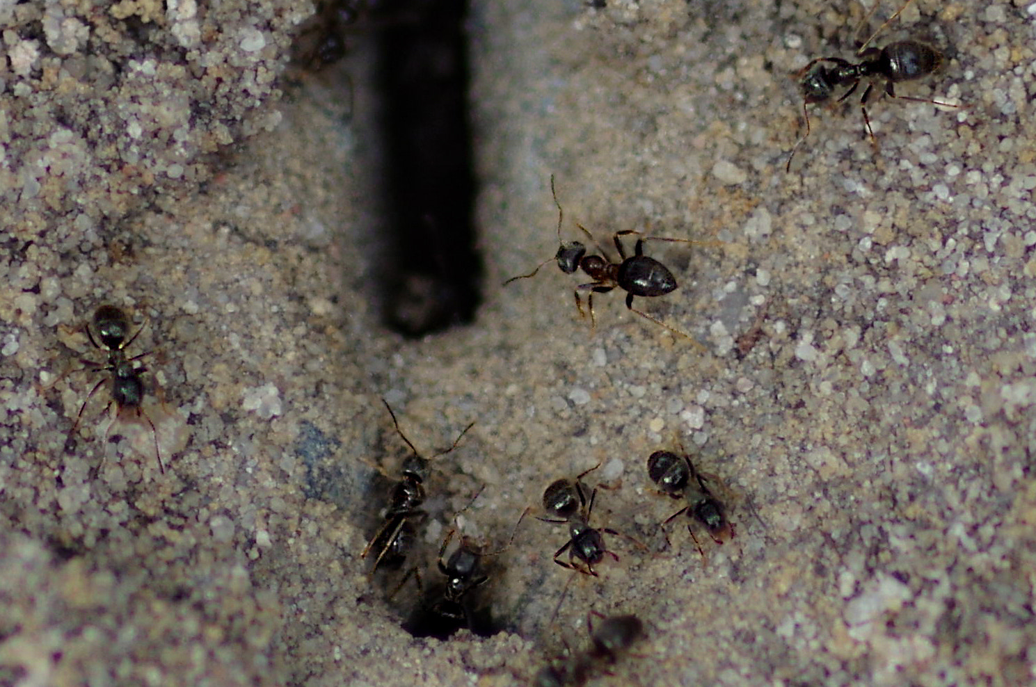 Pentax K-3 II sample photo. Ant photography