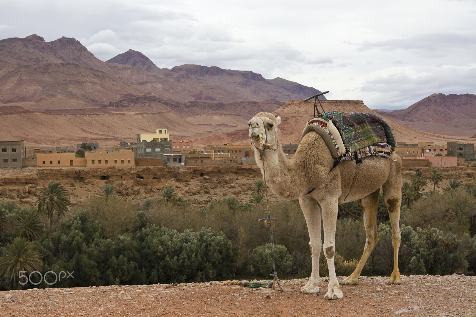 Canon EOS 400D (EOS Digital Rebel XTi / EOS Kiss Digital X) + Canon EF-S 18-55mm F3.5-5.6 sample photo. Camel, todra gorge, morocco photography