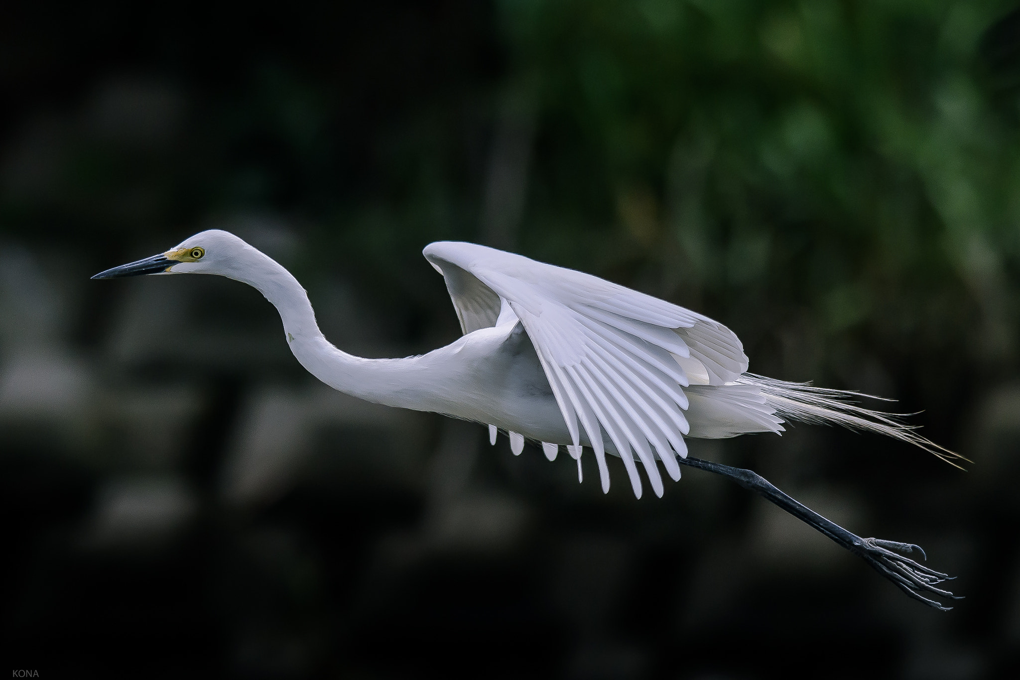 Nikon AF-S Nikkor 400mm F2.8G ED VR II sample photo. Sagi photography
