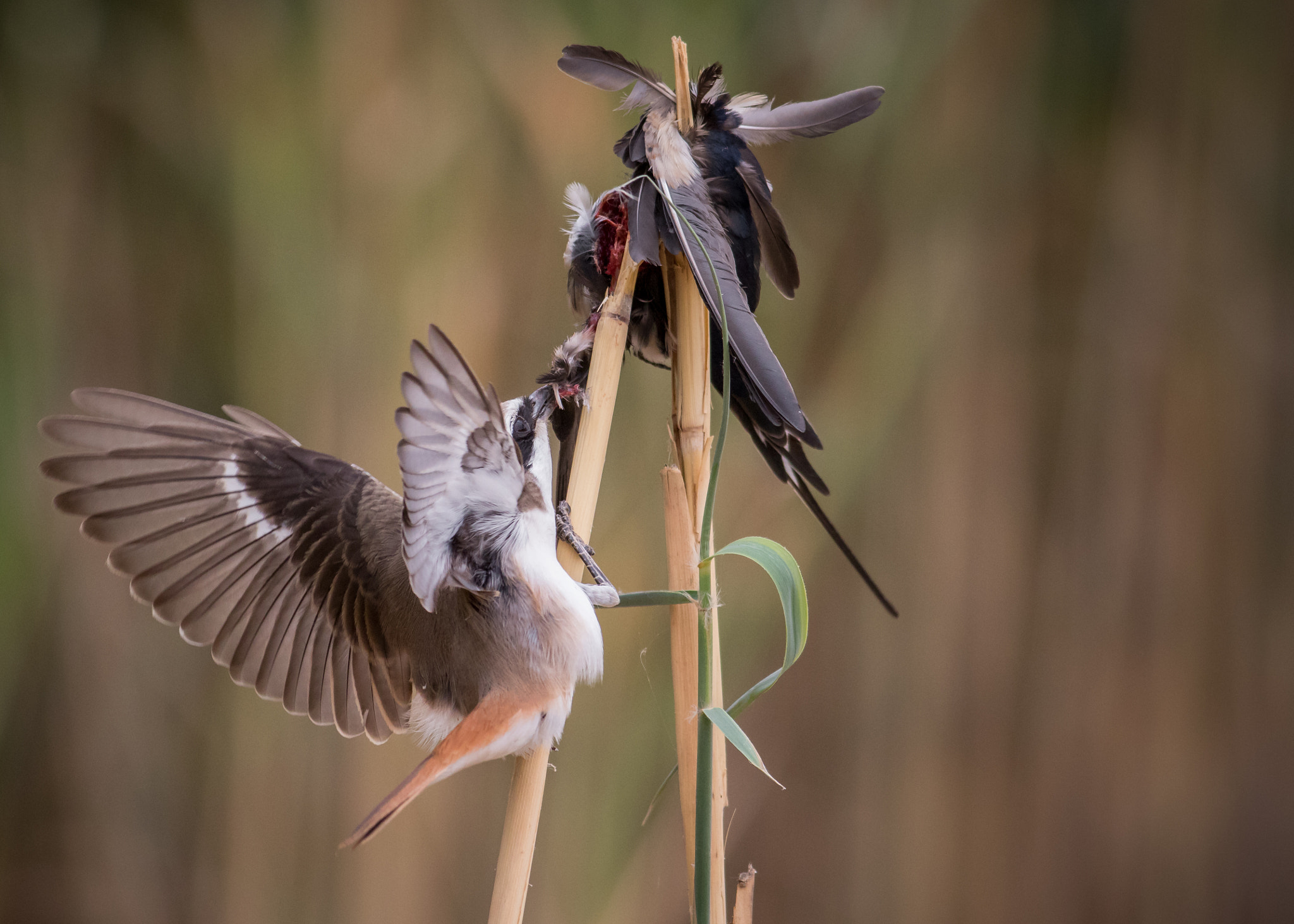 Canon EF 500mm f/4.5L sample photo. Red-backed shrike photography