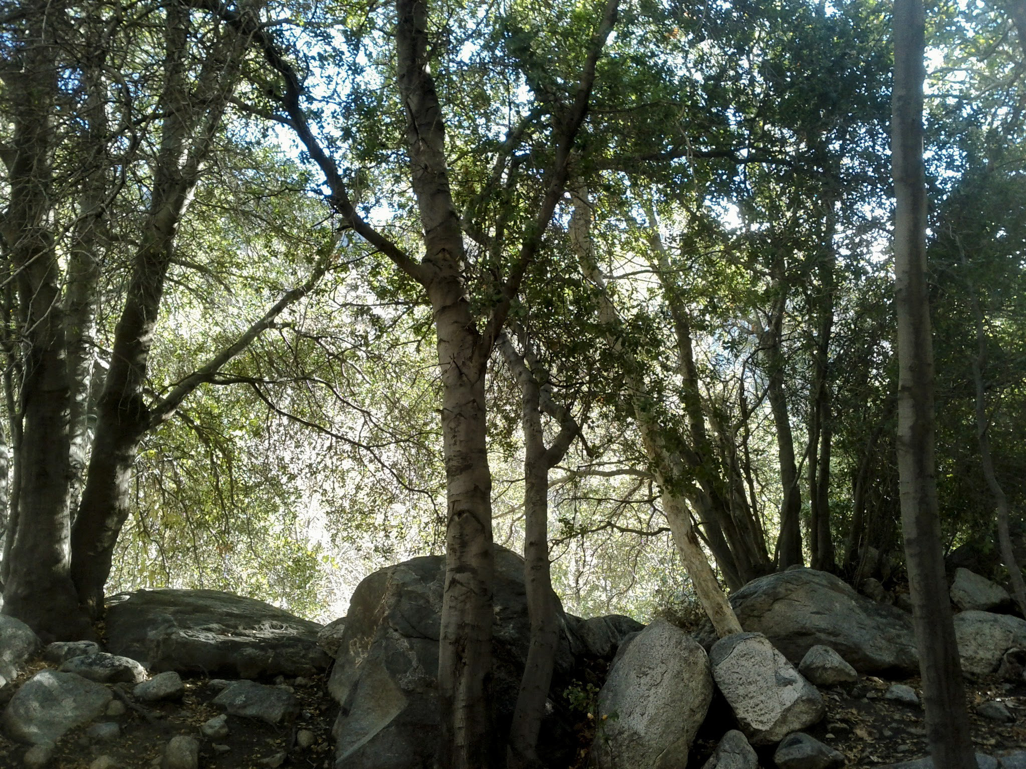 Google Nexus S sample photo. Tsu ns photography