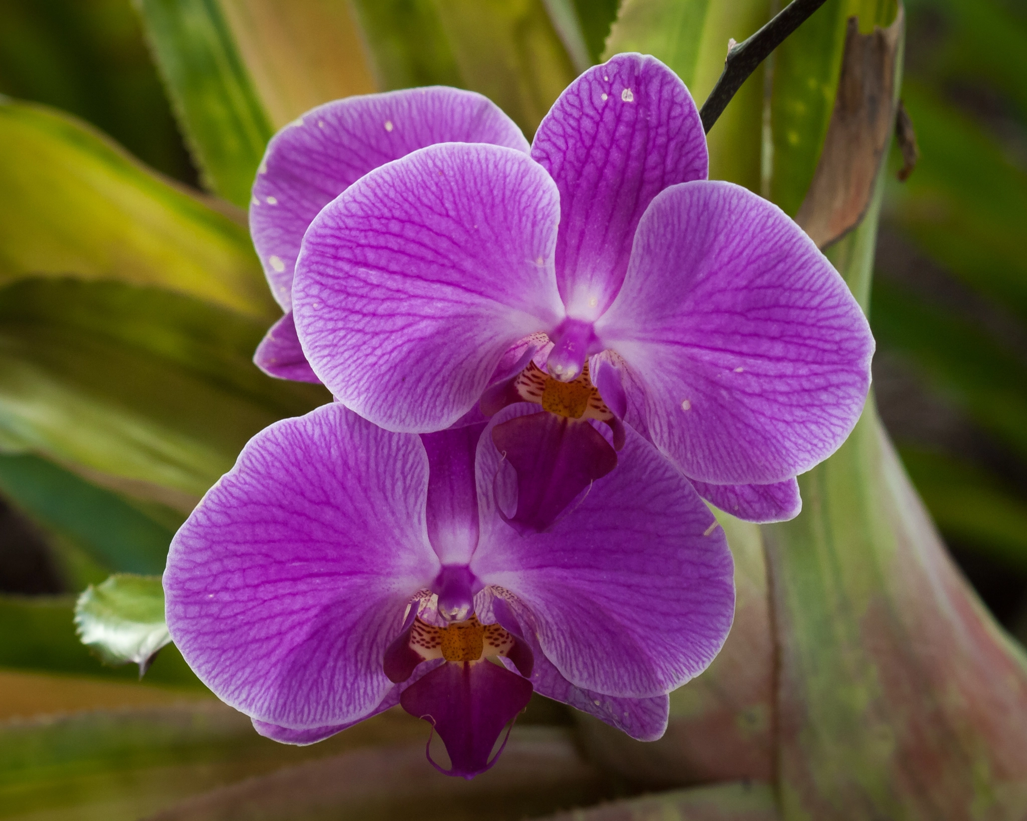 Olympus E-620 (EVOLT E-620) sample photo. Orquideas photography