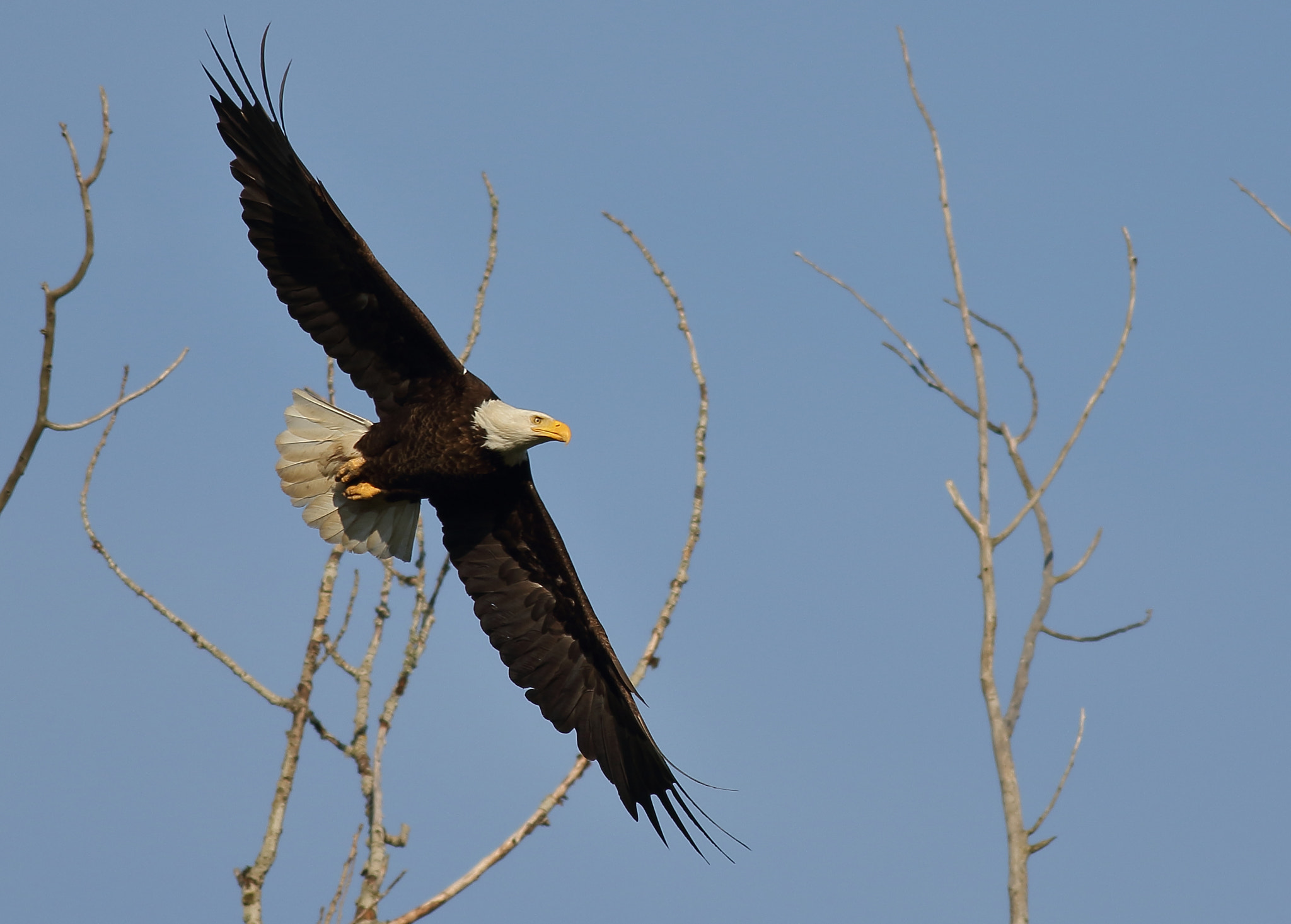 Canon EOS 7D Mark II + Canon EF 400mm F5.6L USM sample photo. Bald eagle photography