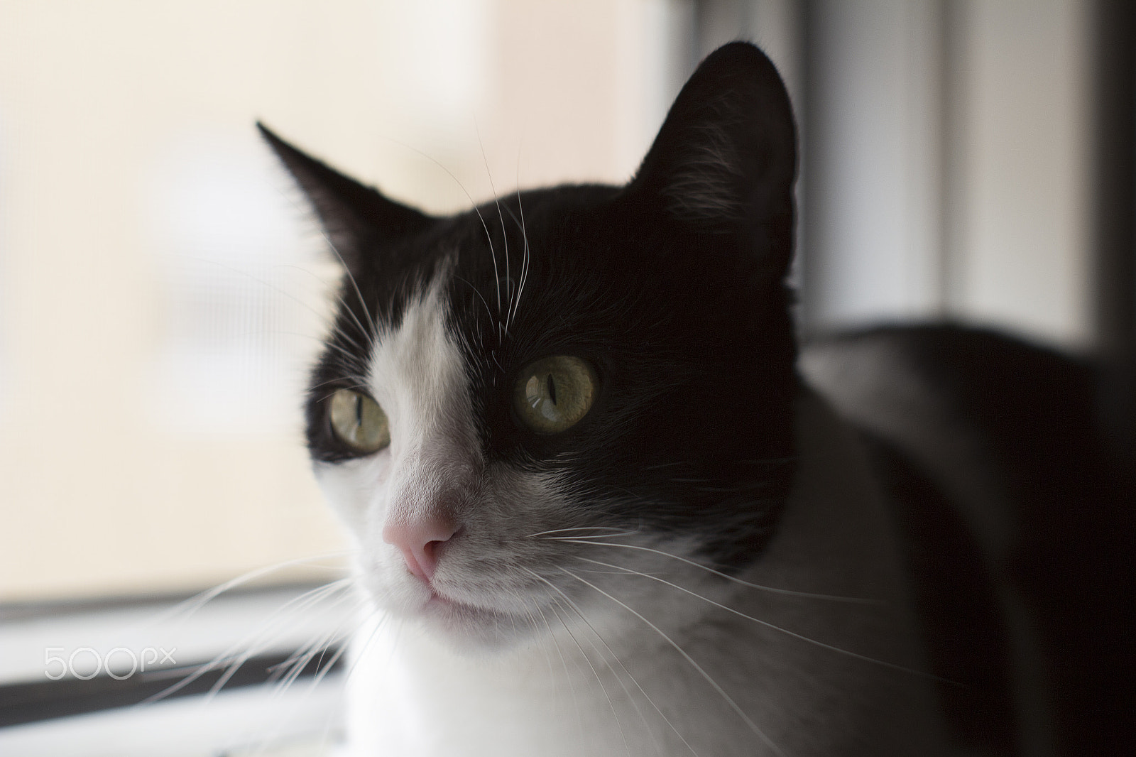 Canon EF 35-80mm f/4-5.6 sample photo. Coco by the window photography