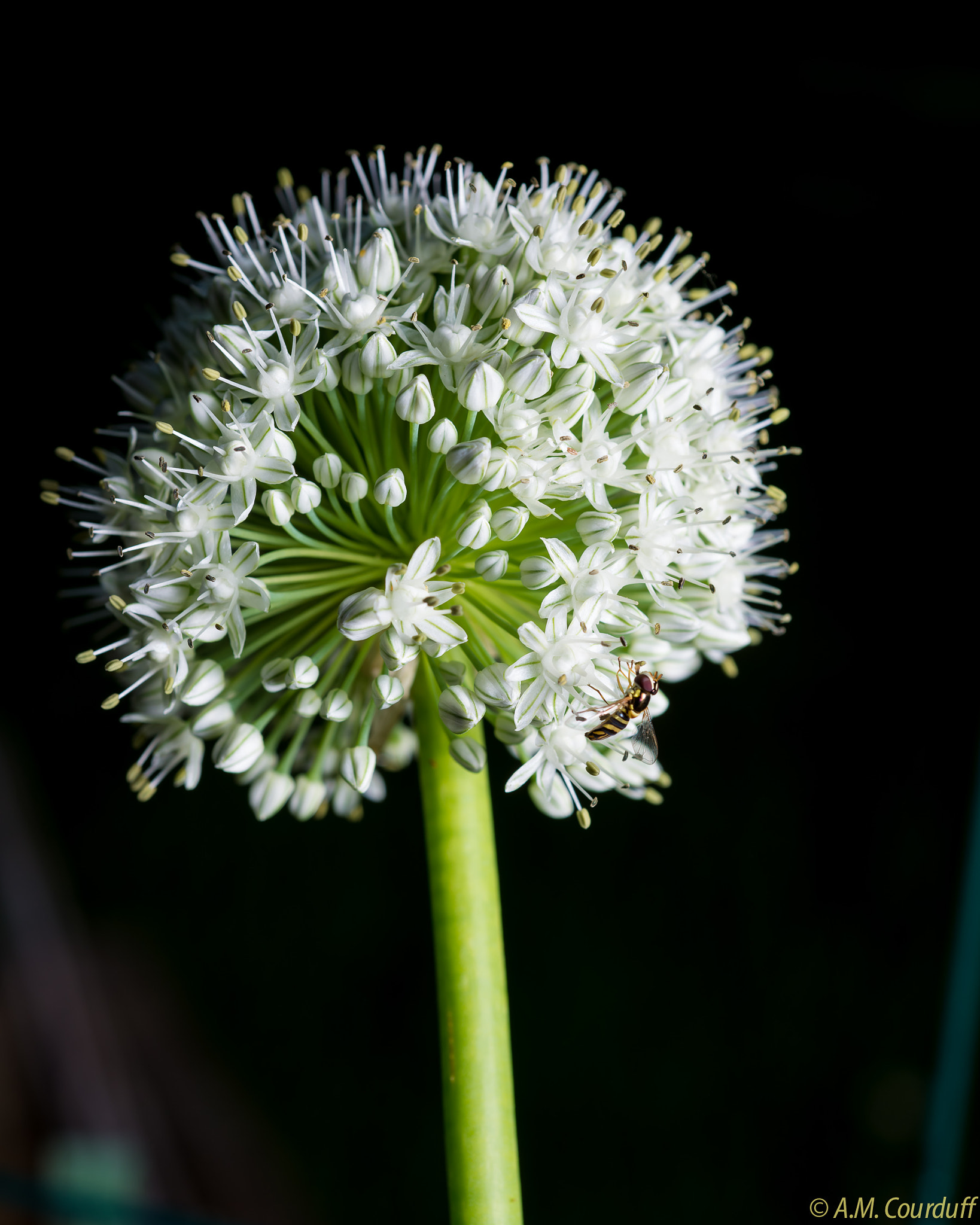 Nikon D800 + AF Micro-Nikkor 60mm f/2.8 sample photo. Amc photography