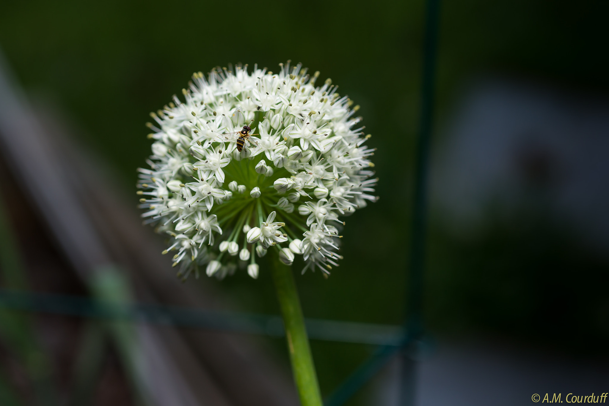 Nikon D800 + AF Micro-Nikkor 60mm f/2.8 sample photo. Amc photography