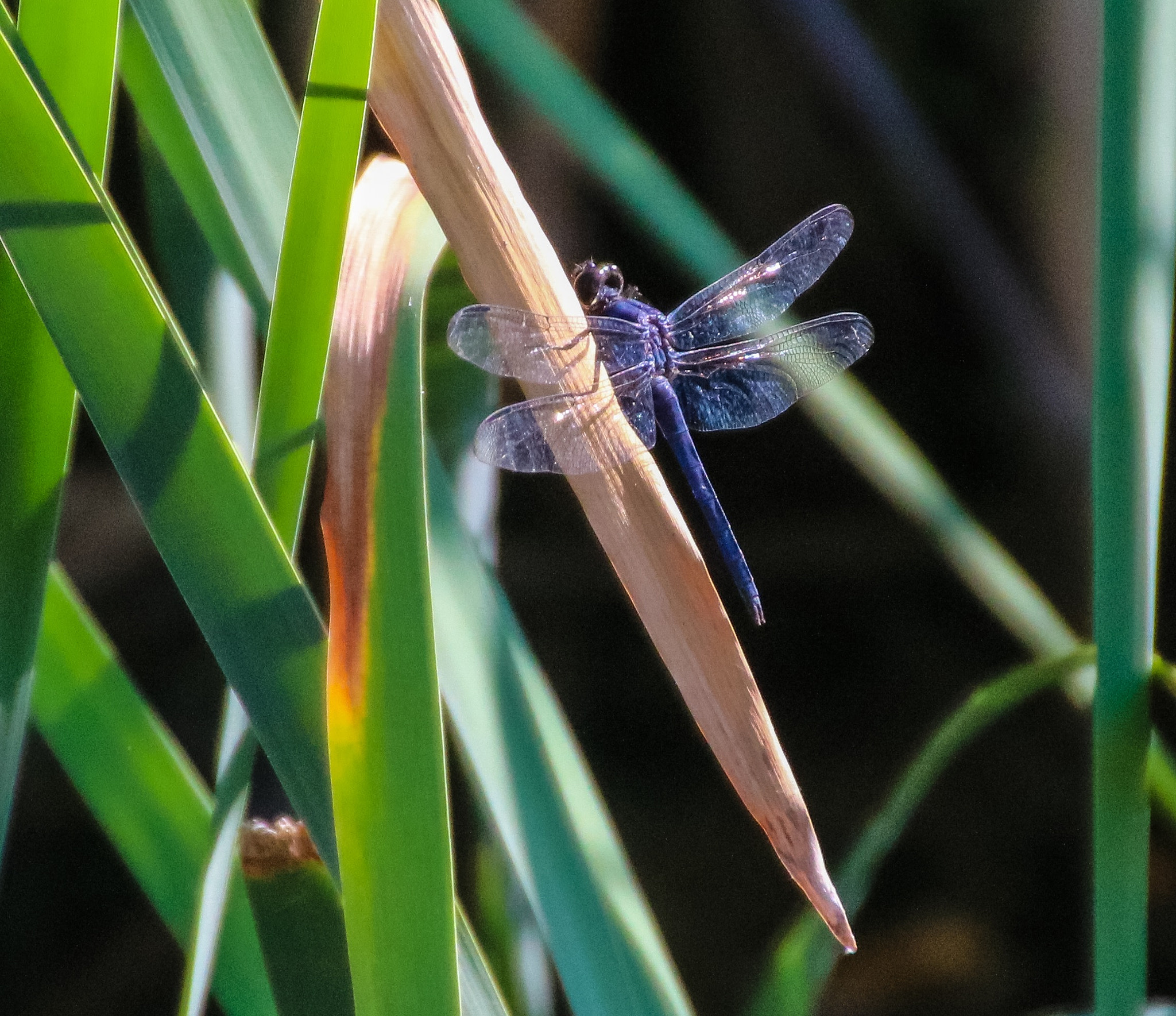 Canon EOS 760D (EOS Rebel T6s / EOS 8000D) + Canon 18-270mm sample photo. Nature at work photography