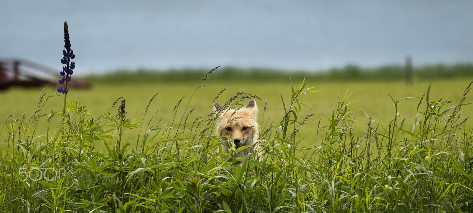 Sigma 150-600mm F5-6.3 DG OS HSM | C sample photo. Shy fox photography